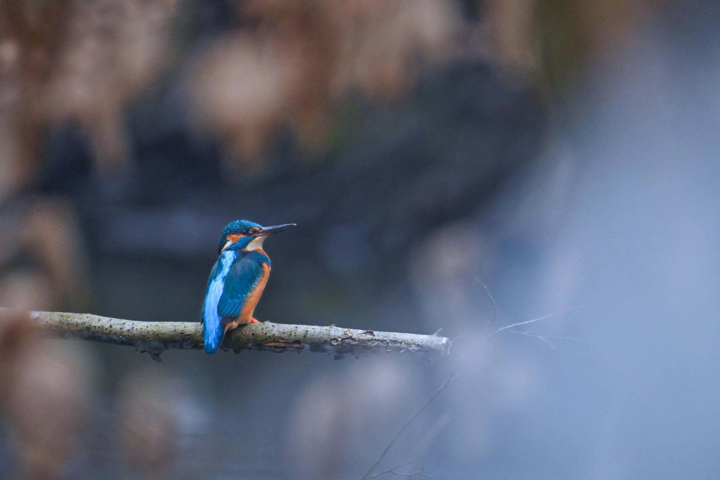 Ein Eisvogel sitzt auf einem Baumzweig vor einem unscharfen Hintergrund.