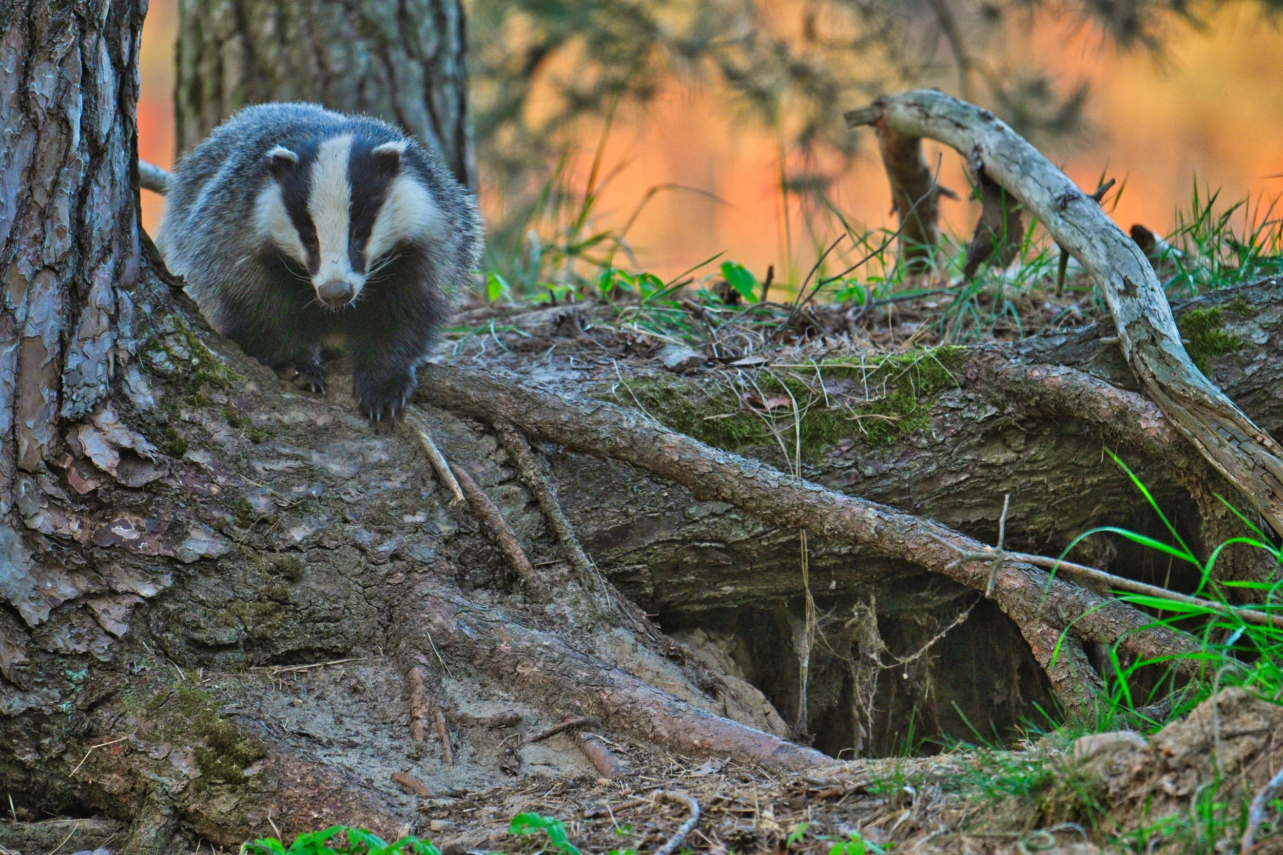 Ein Europäischer Dachs klettert an einem Baumstamm in einem Wald mit grünen Pflanzen und einer warmen, orangefarbenen Lichtstimmung im Hintergrund.
