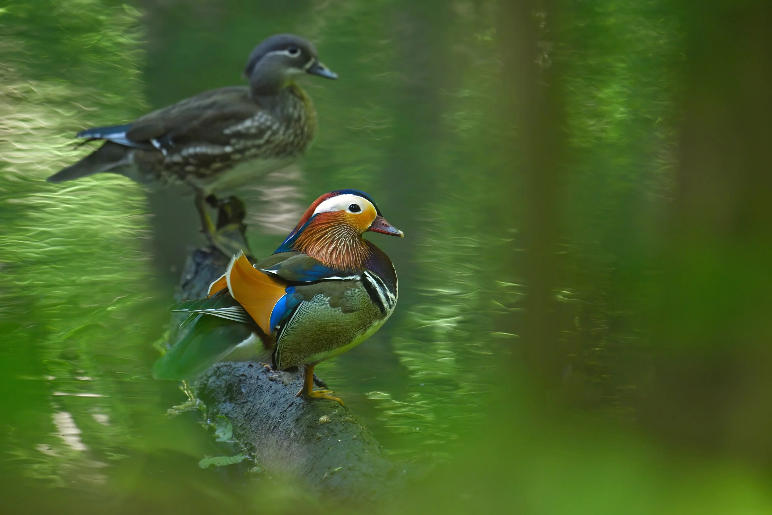 Zwei bunt gefiederte Enten (ein Mandarinente im Vordergrund, eine braune Ente im Hintergrund) sitzen auf einem Baumstamm im Wasser, umgeben von grünen Wasserpflanzen.