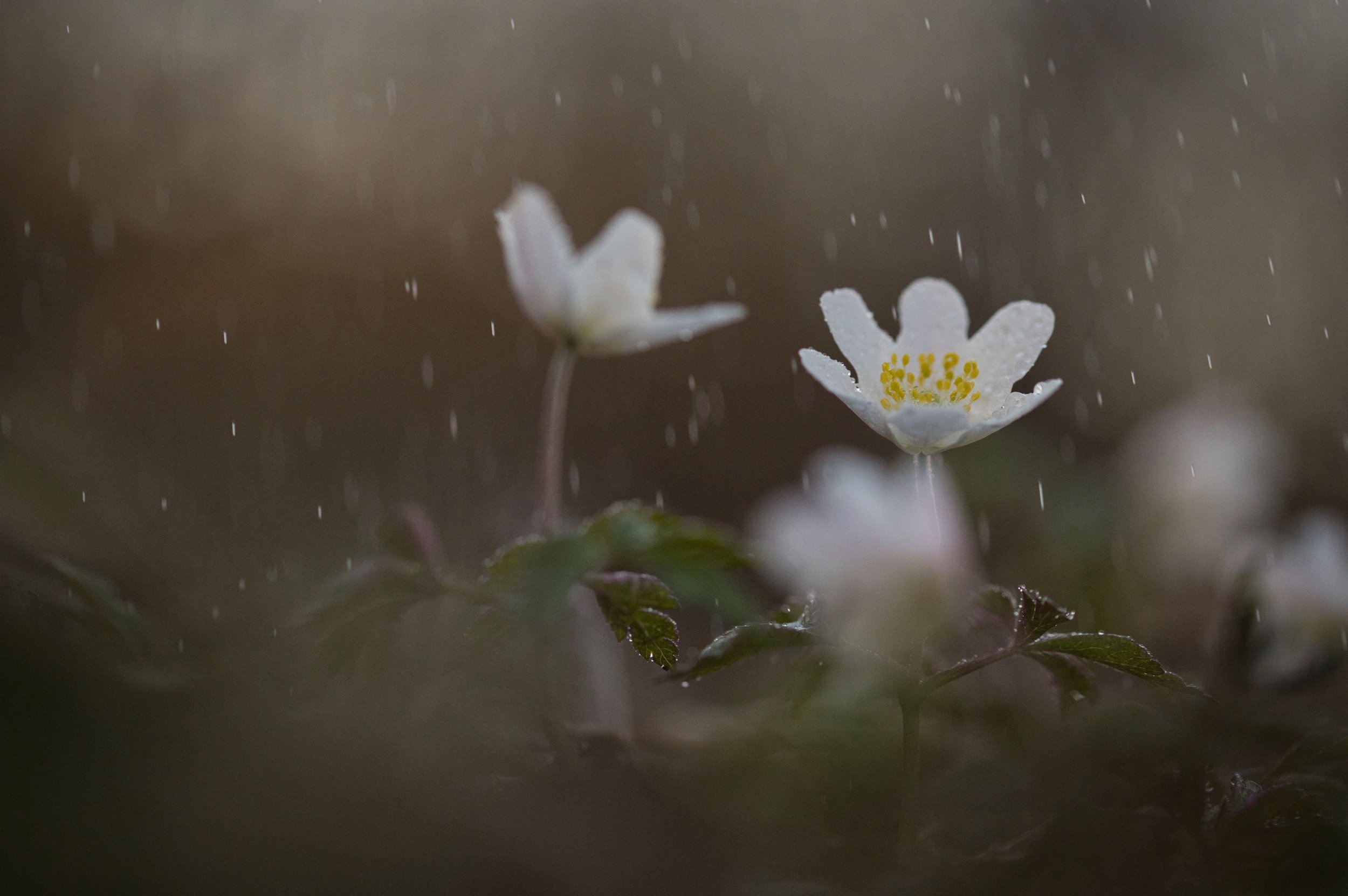 DSC_6844 Kopiemin.jpeg