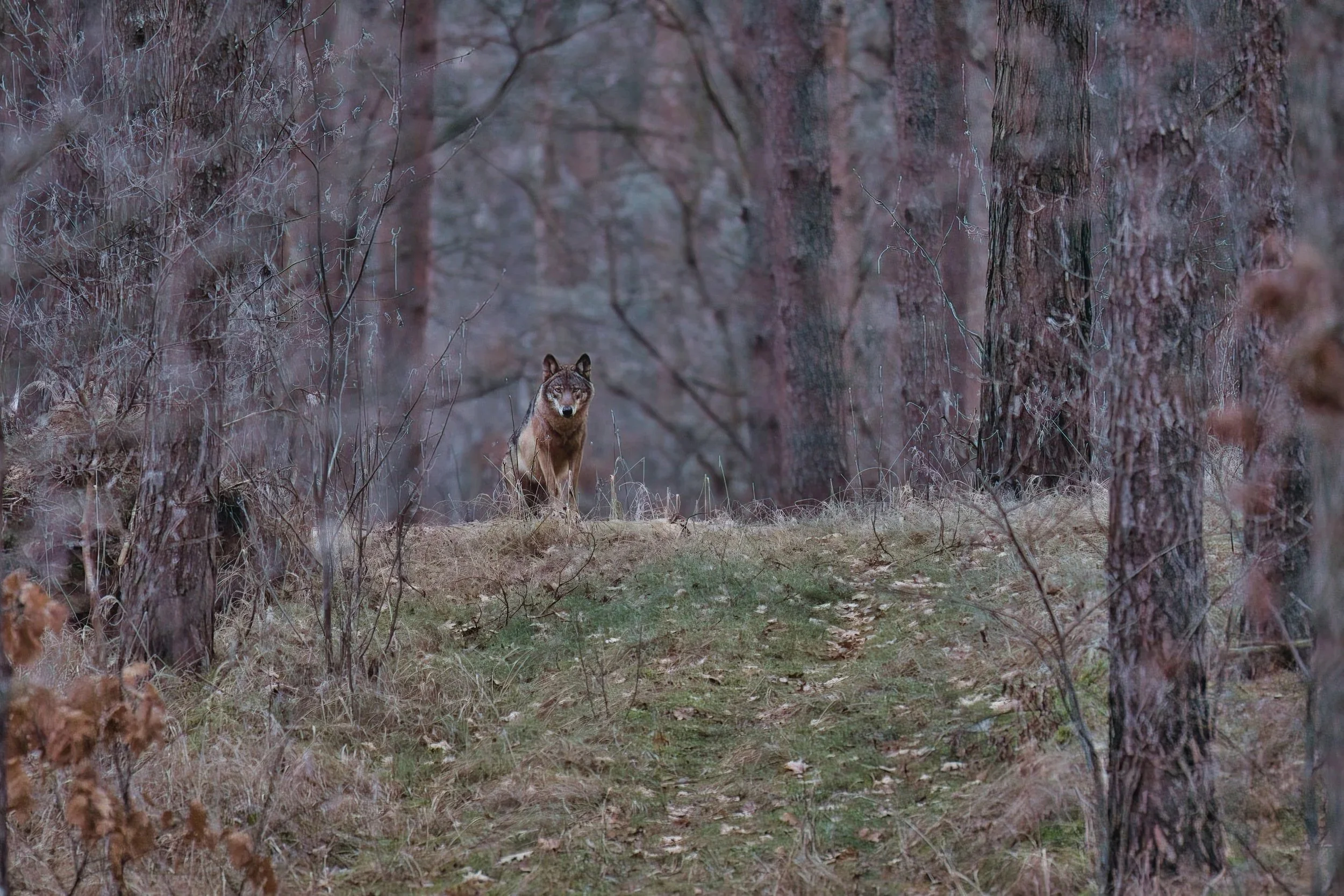 Ein Wolf in einem Wald mit Bäumen und trockenem Laub auf dem Boden.