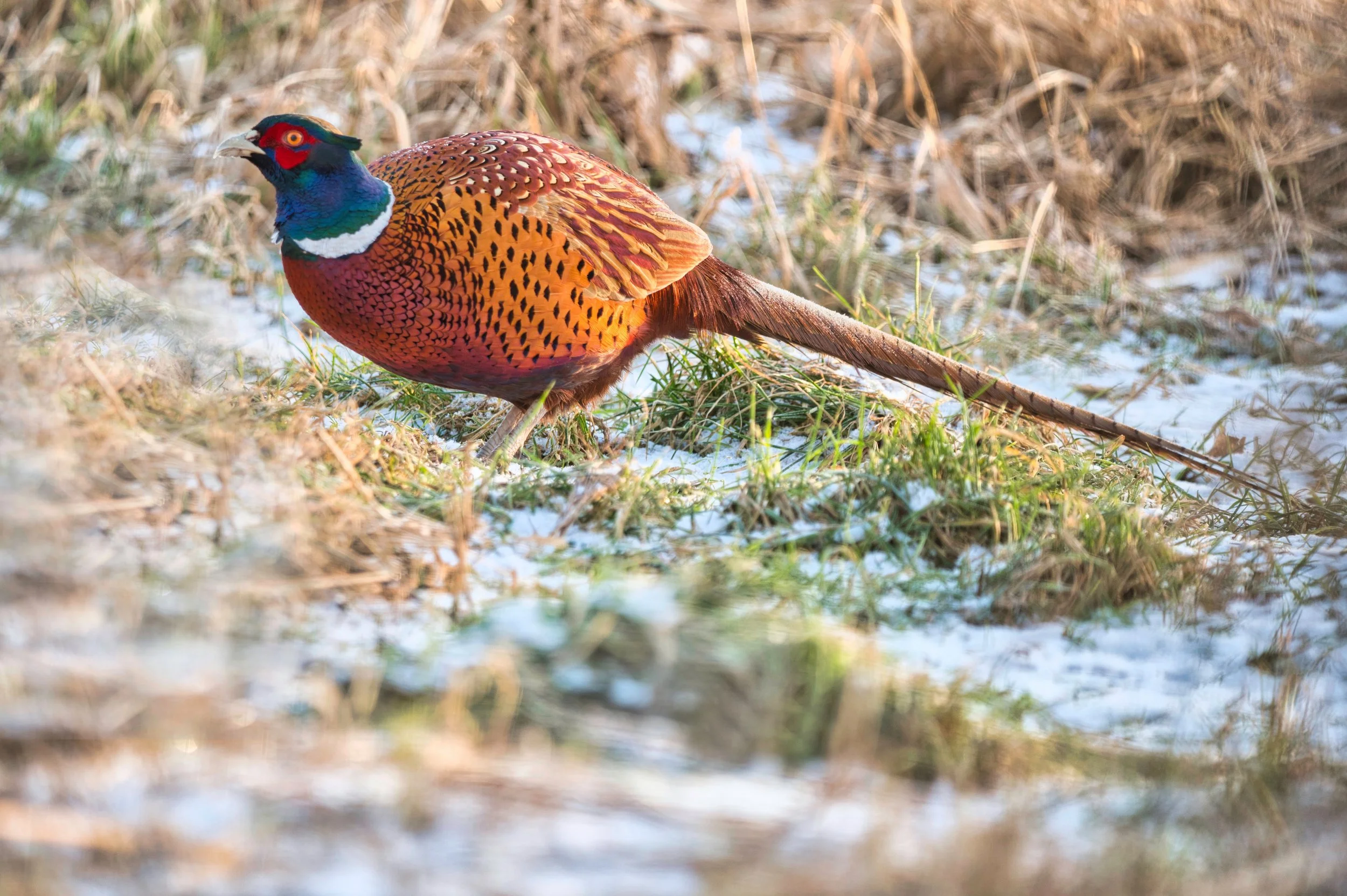 Frühjahr- oder Winterlandschaft mit einem bunten Fasan auf dem Boden, umgeben von Gräsern und Schneeresten.