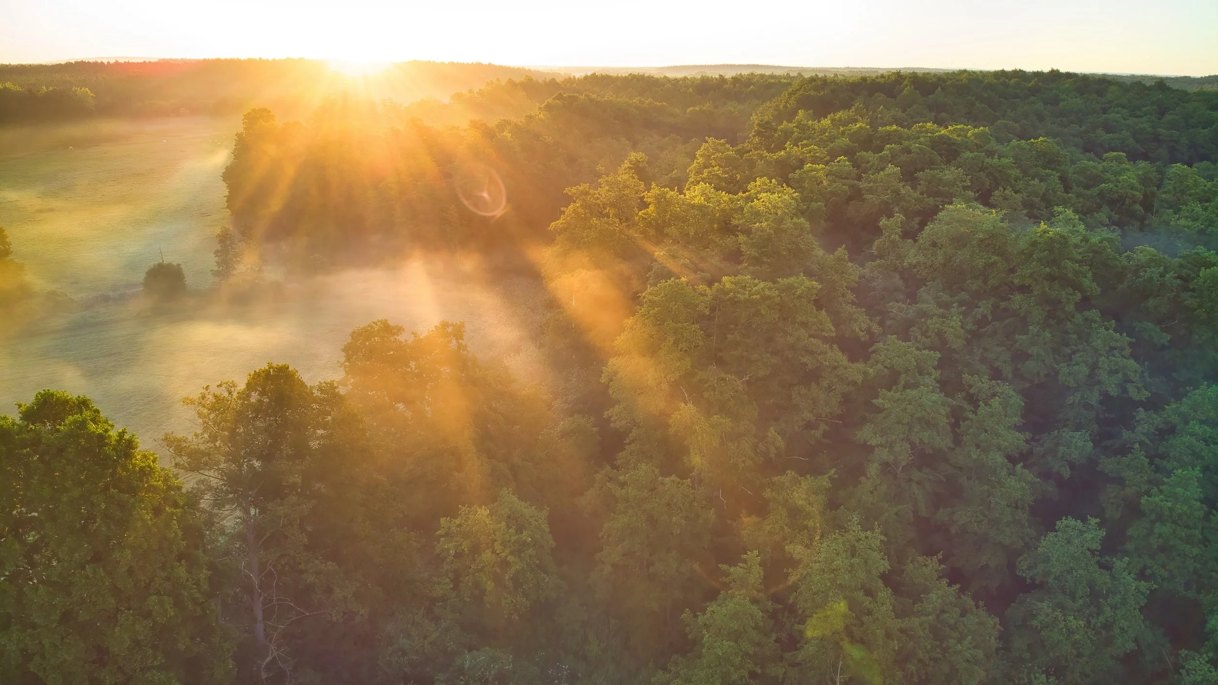 Sonnenaufgang über einem grünen Wald mit Sonnenstrahlen, die durch die Bäume scheinen.