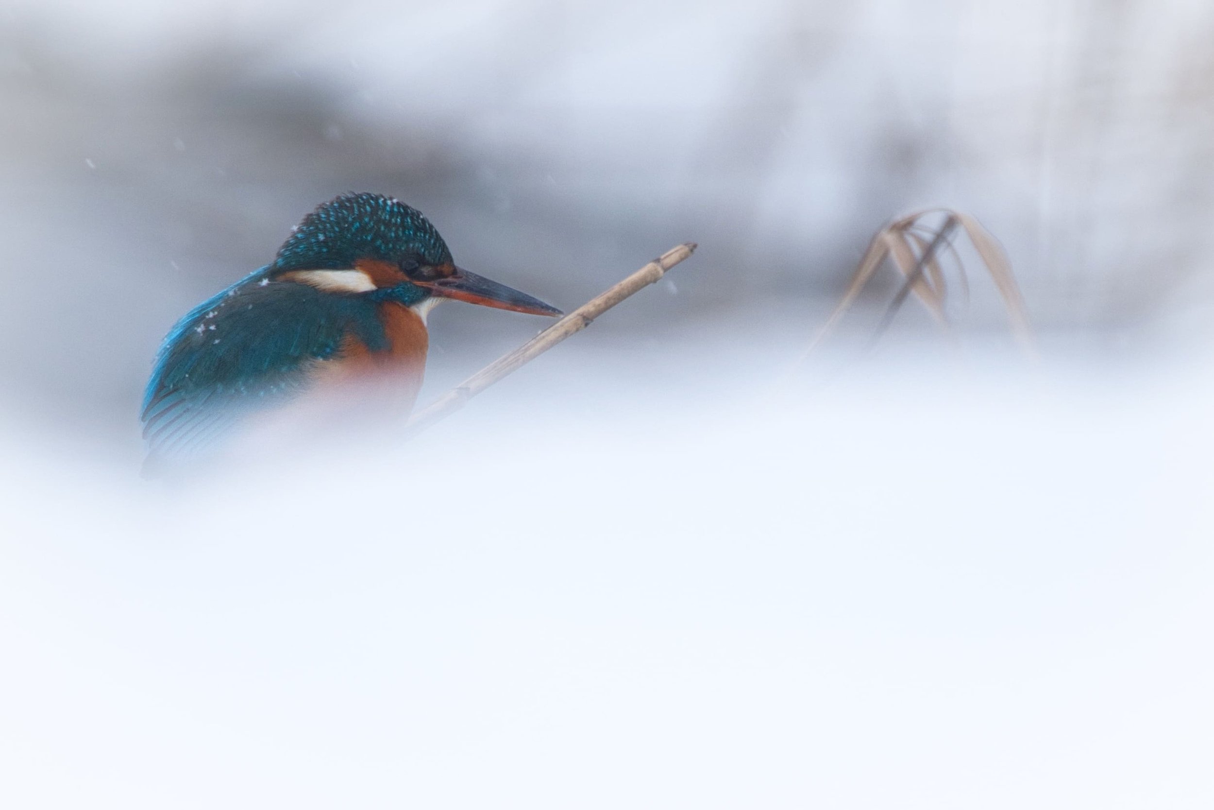 DSC_76489 Kopiemin.jpeg