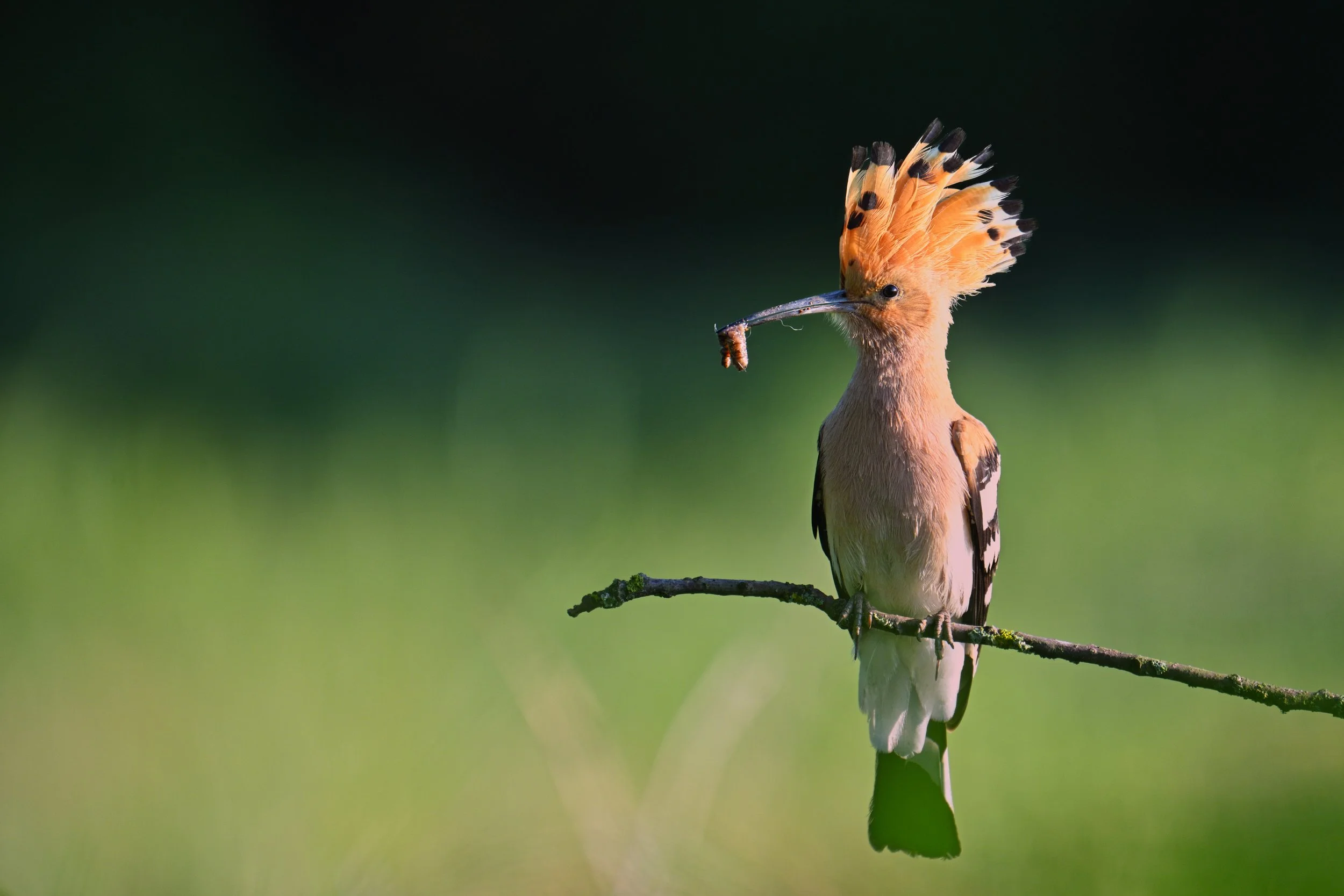Ein Wiedehopf mit einer orangefarbenen Haube und schwarzen Flecken, der auf einem Ast sitzt und einen Wurm im Schnabel hält.