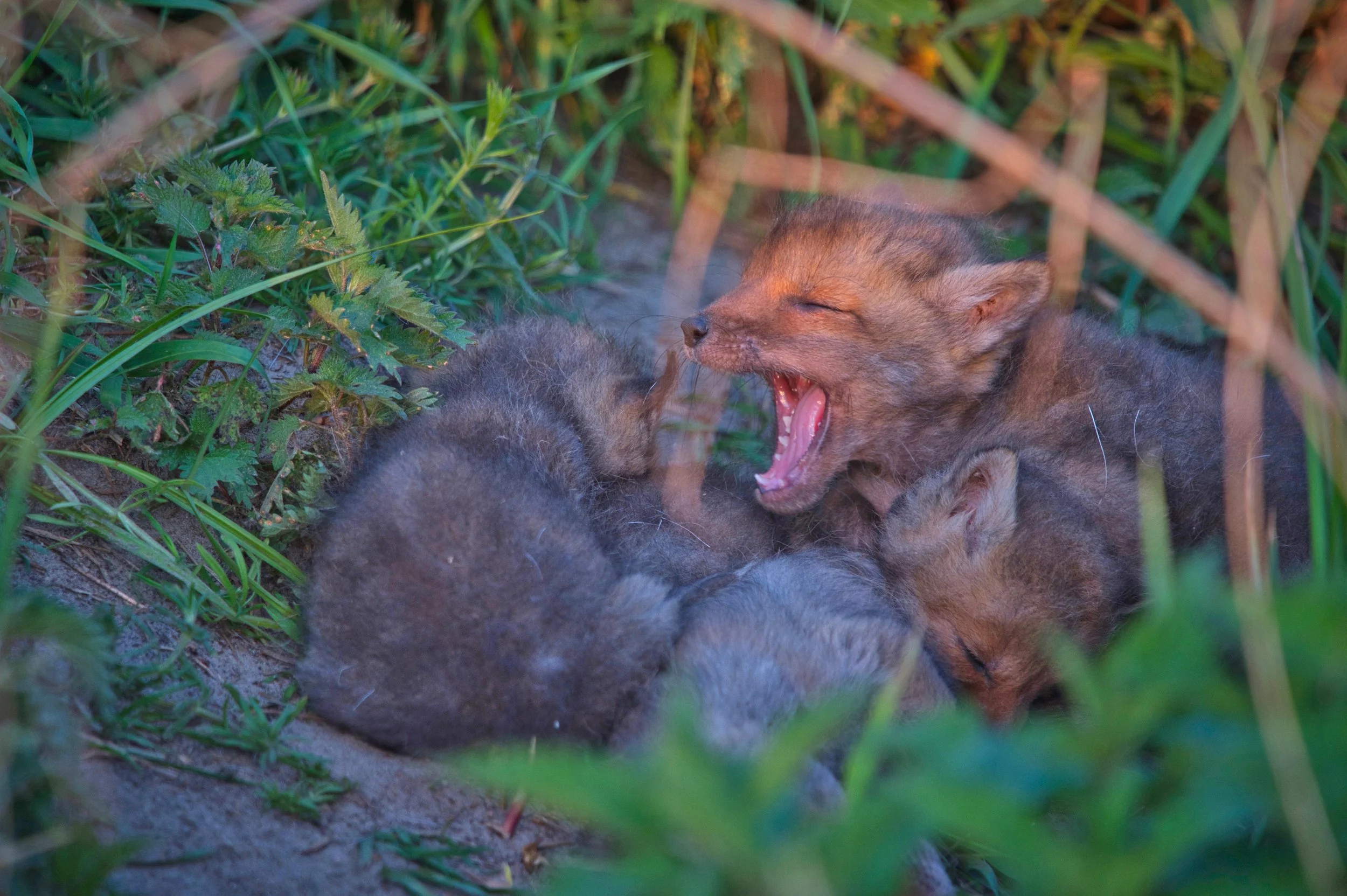 Junge Füchse im Gras, eines von ihnen macht eine gellende Lautäußerung.