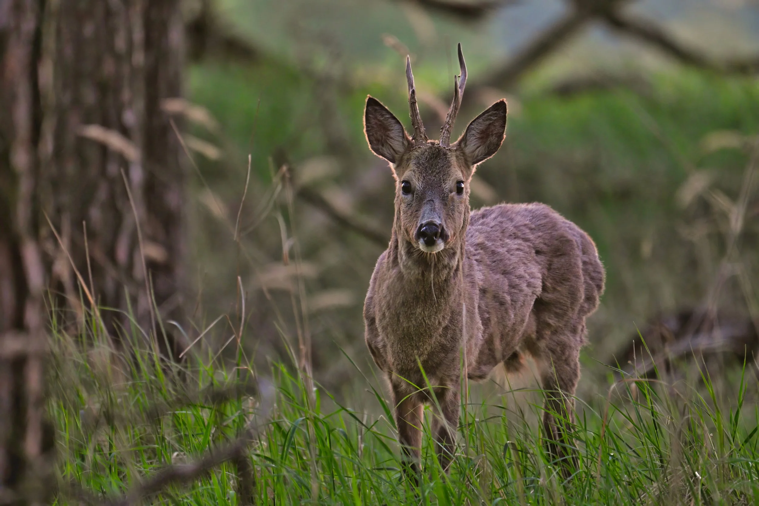 Ein Reh steht in hohem Gras in einem grünen Wald mit Bäumen im Hintergrund.