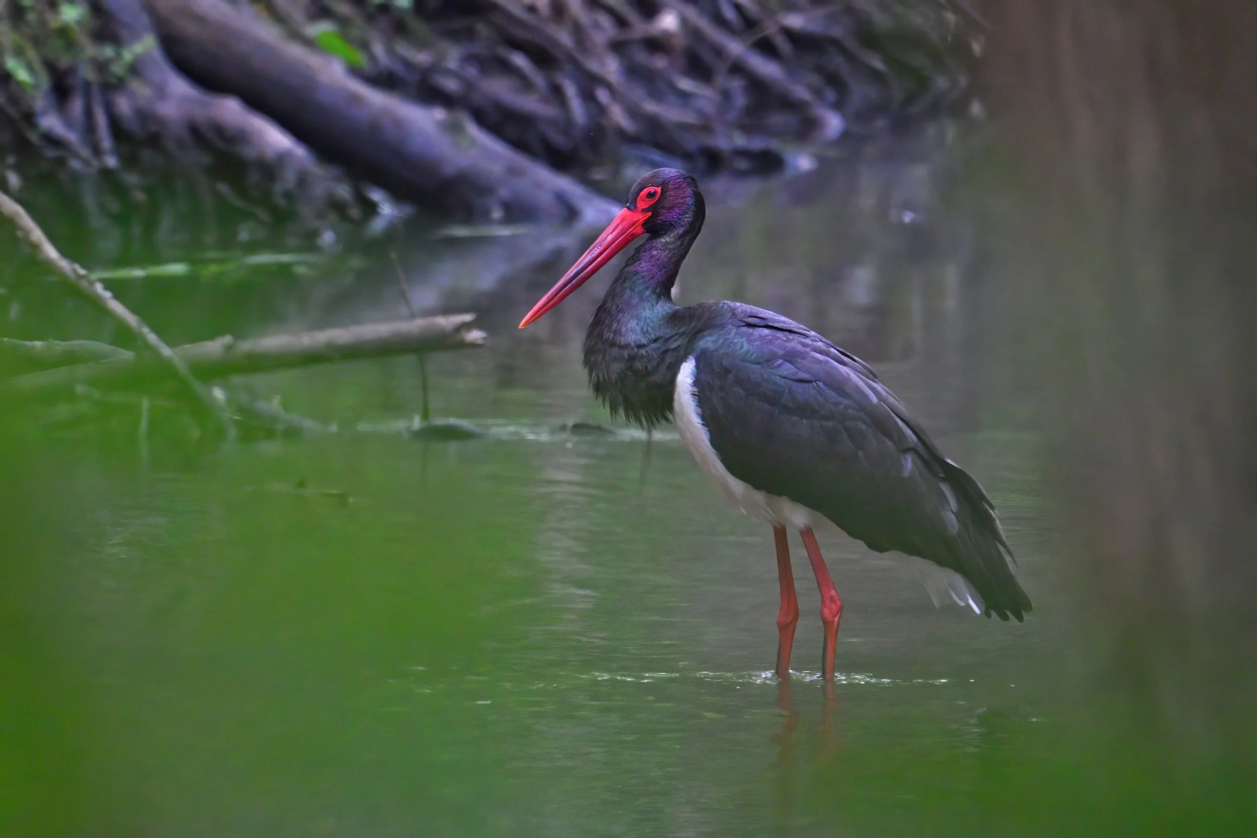 Ein Sschwarzstorch mit rotem Schnabel steht im Wasser, umgeben von grünen Pflanzen und Baumresten.