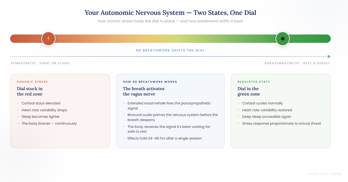 Diagram showing the autonomic nervous system dial from chronic stress to regulation — how breathwork for stress relief works at Kora Wellness Wollongong
