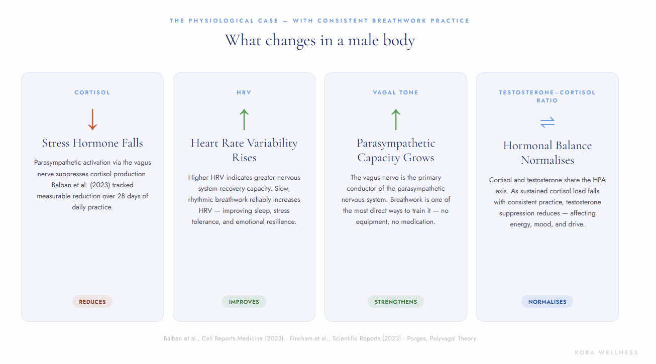 Diagram showing physiological changes in men from 9D breathwork — cortisol down, HRV up, vagal tone up, testosterone-cortisol ratio improvement — Kora Wellness Port Kembla