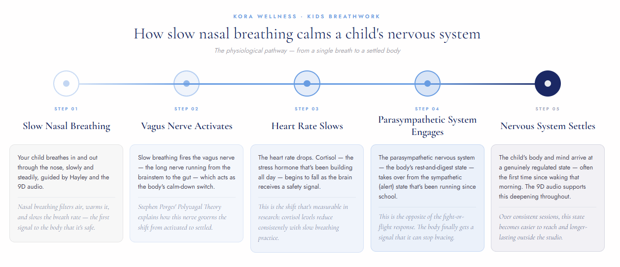 Diagram showing how slow nasal breathing activates the parasympathetic nervous system in children during a kids breathwork session at Kora Wellness Port Kembla