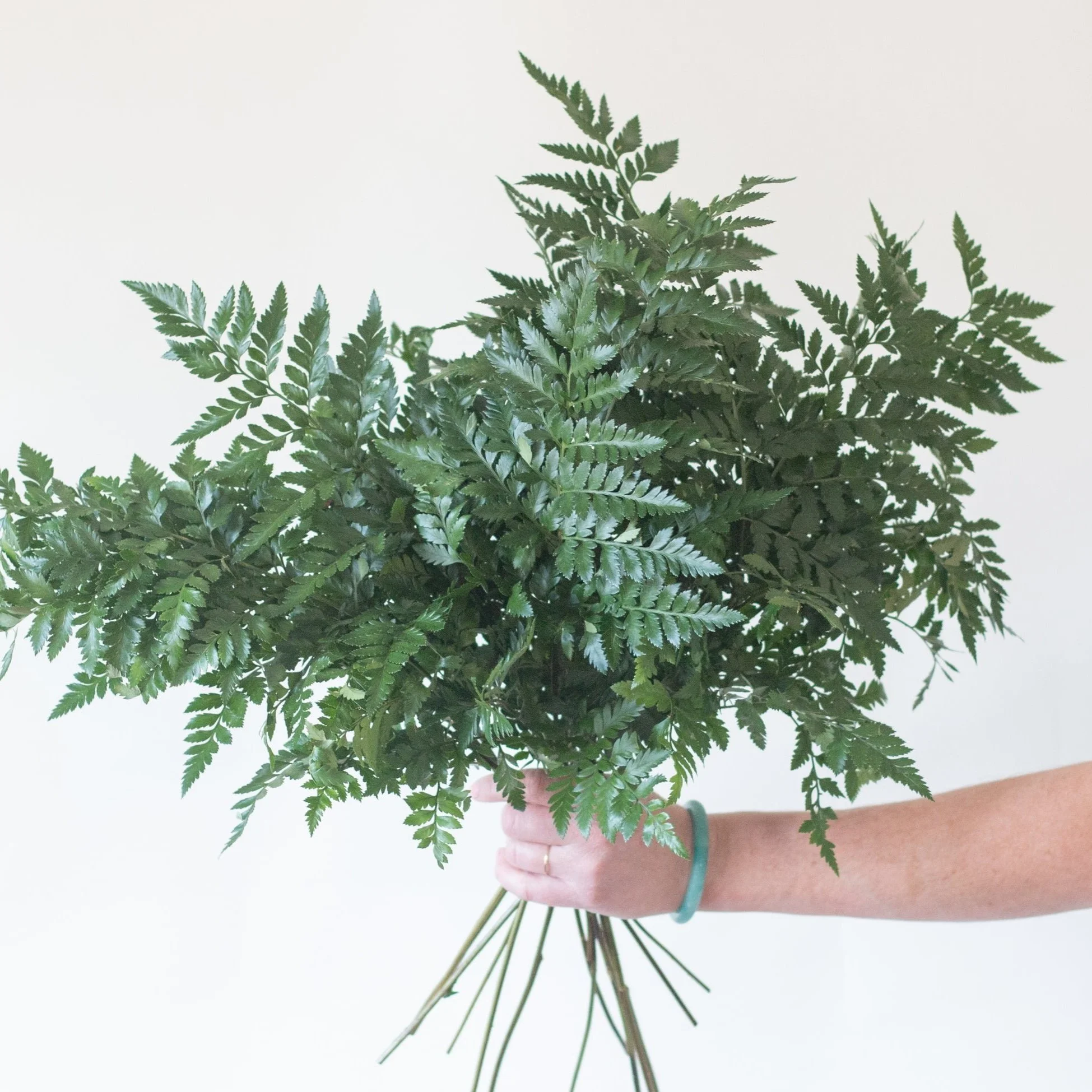 Leatherleaffern-1-2_2048x.jpg