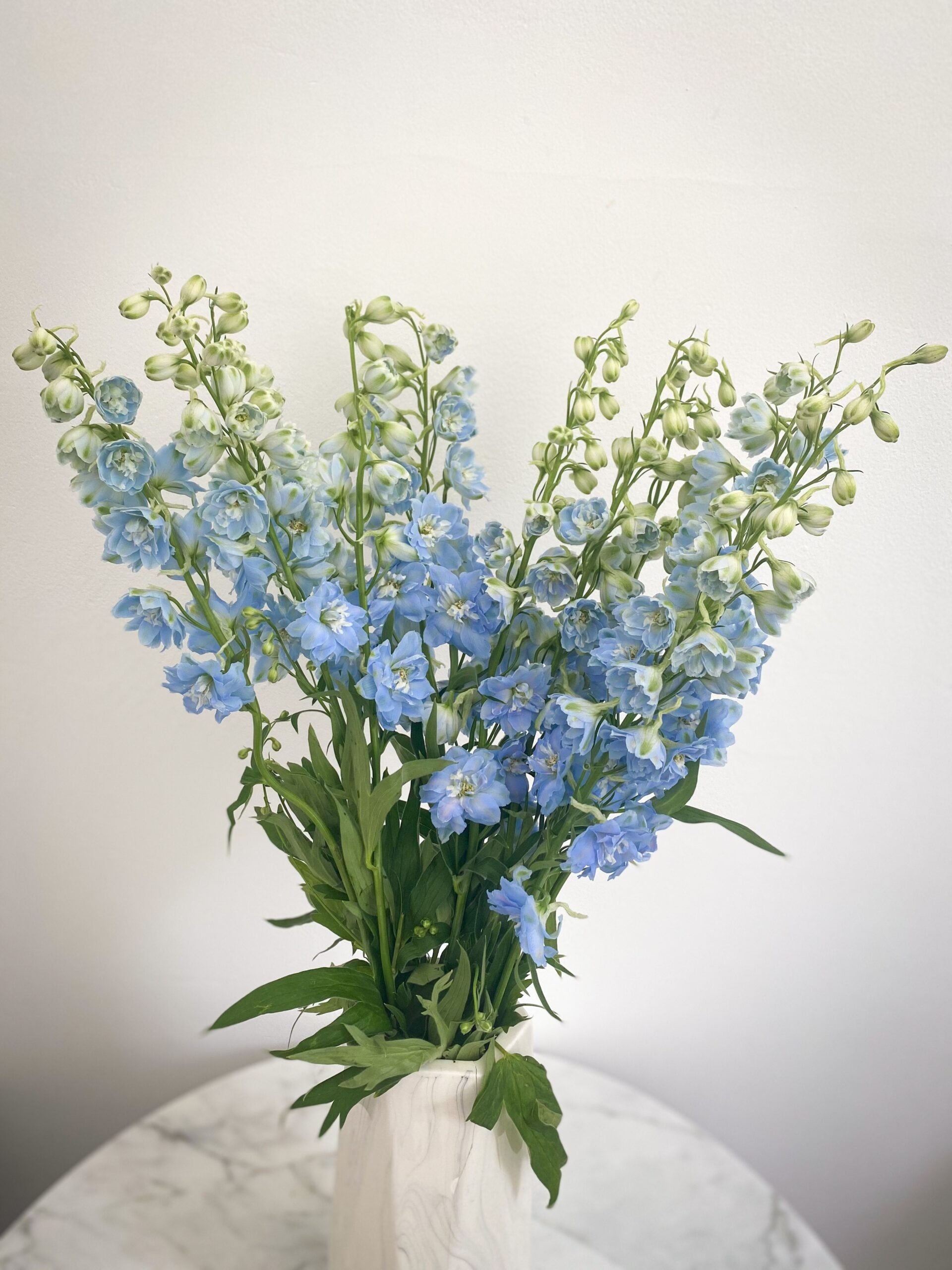delphinium-light-blue-1-scaled.jpeg