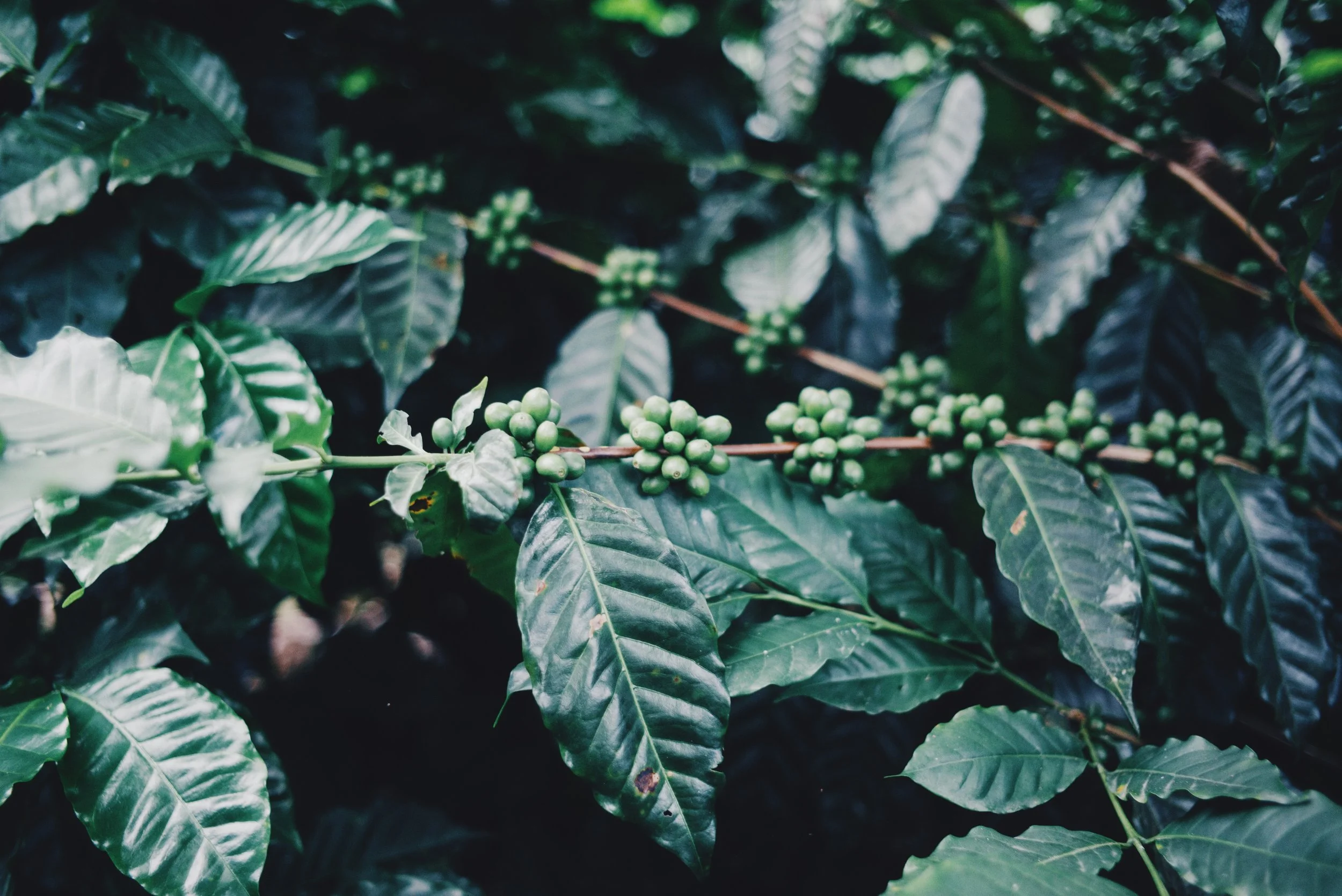 Green coffee beans on a branch with large leaves