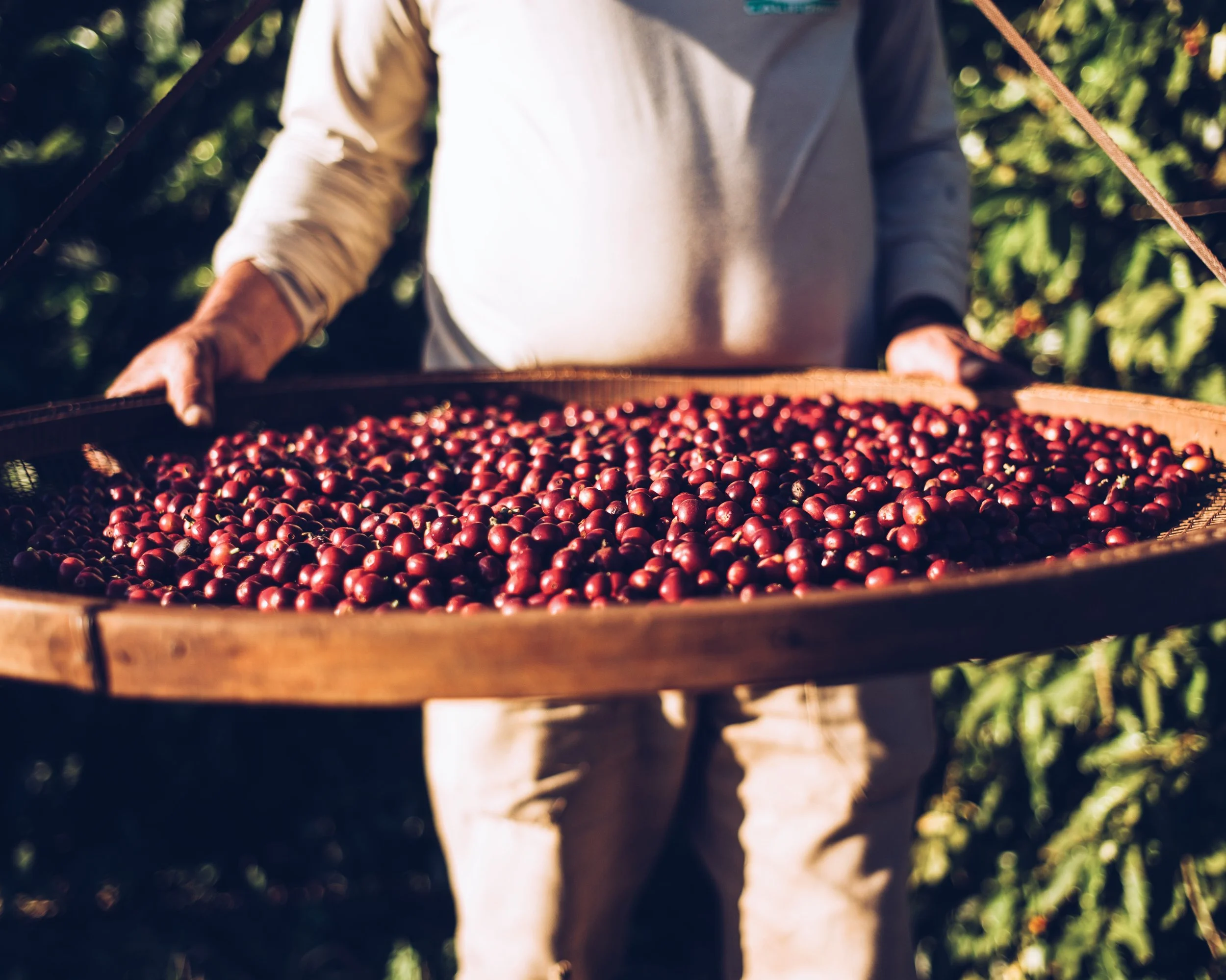 Person holding a large tray filled with red coffee cherries outdoors, with greenery in the background.
