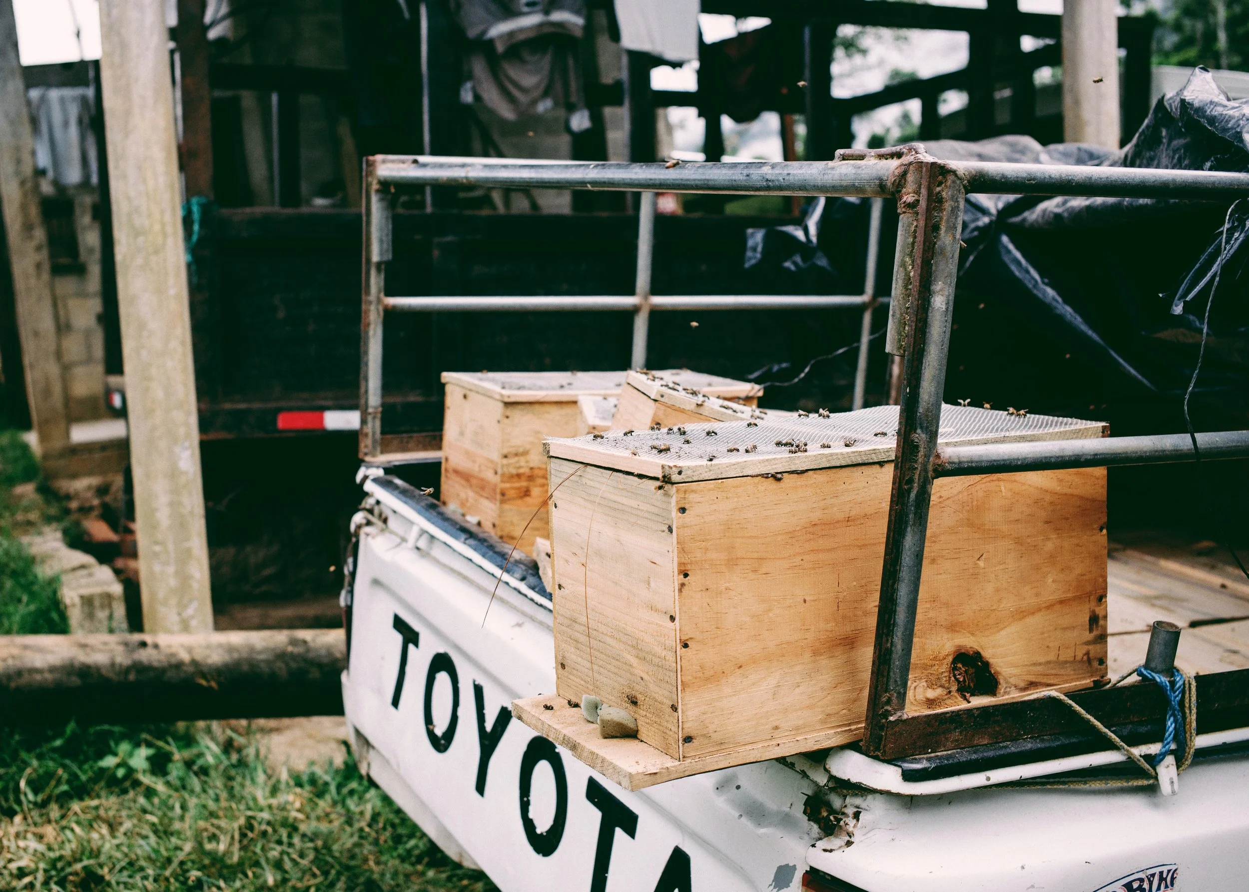 Wooden bee boxes on a white Toyota pickup truck with bees around them.