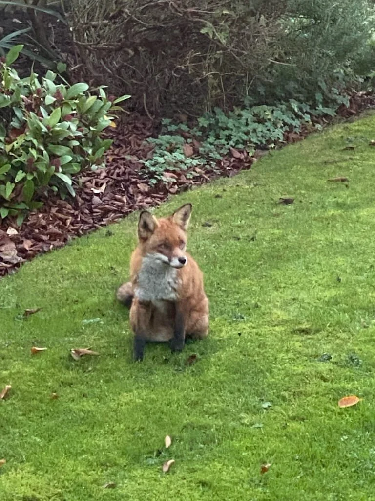 The fox who came for tea at The Heights! Thank you Christine fro sending these in for us. 
