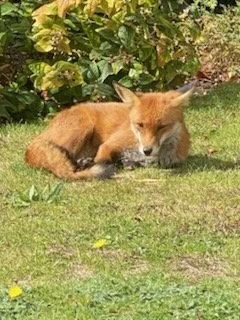 Perhaps a little snooze now? 