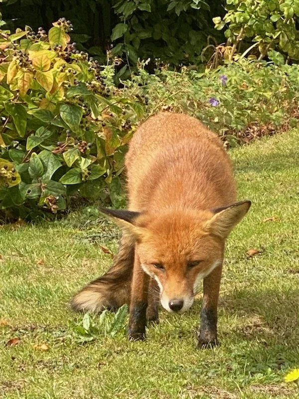 Hmm a lovely bit of chicken! 