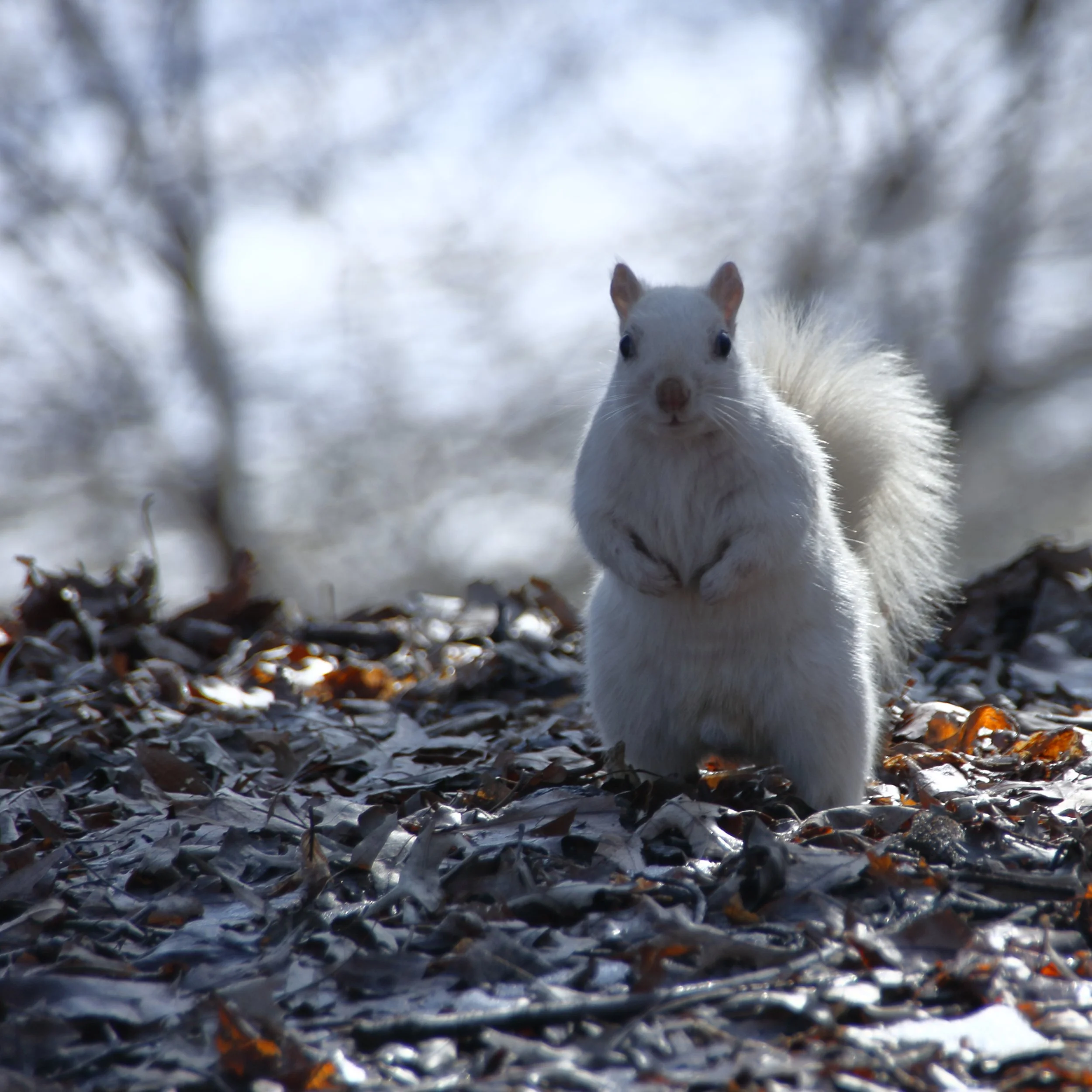 WhiteSquirrel020709.JPG