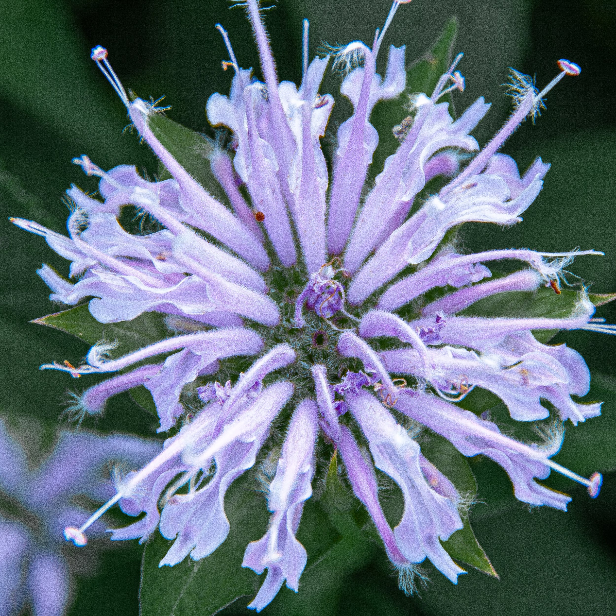 LR Flowers-09.jpg