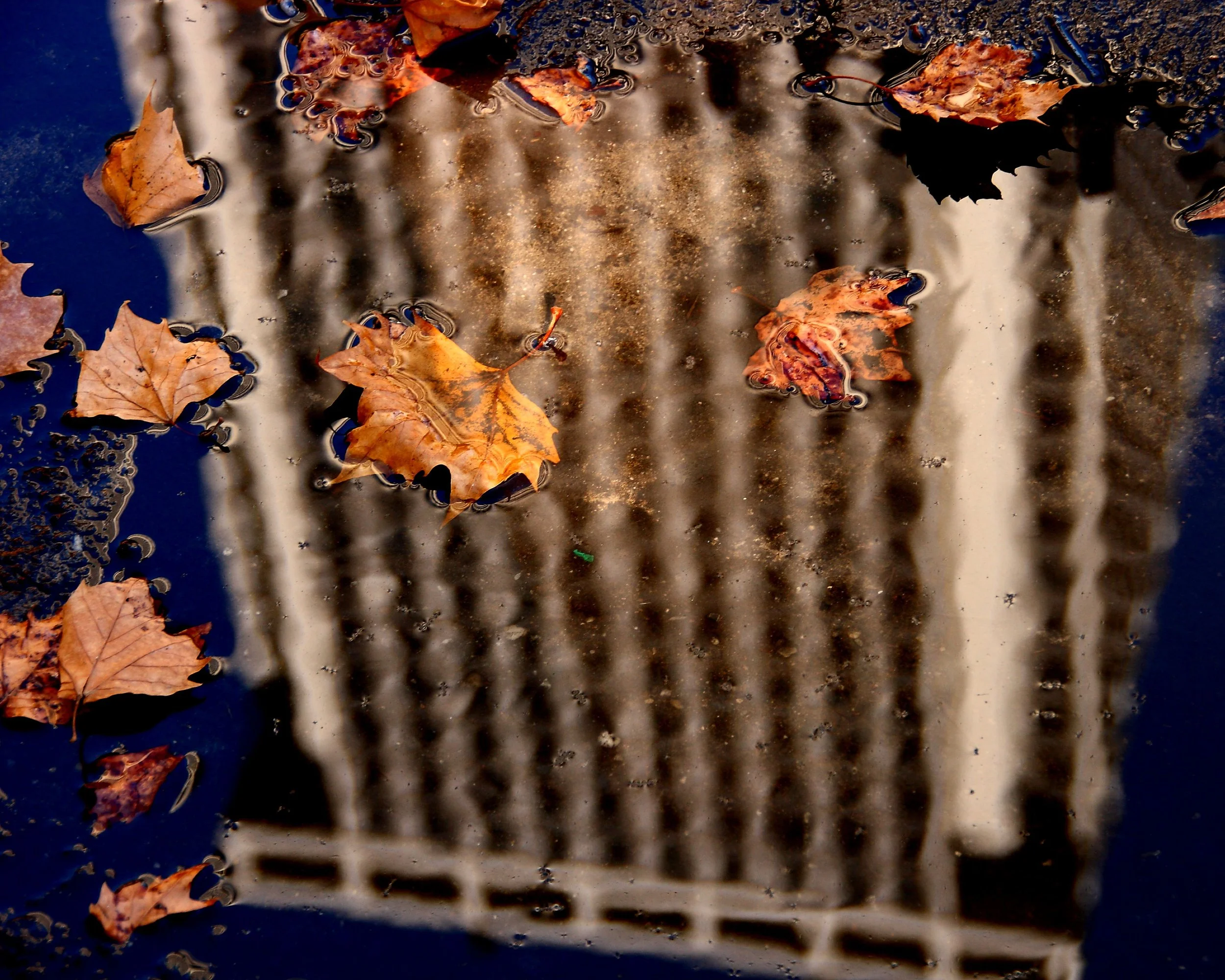 Leavesinthepuddle.JPG
