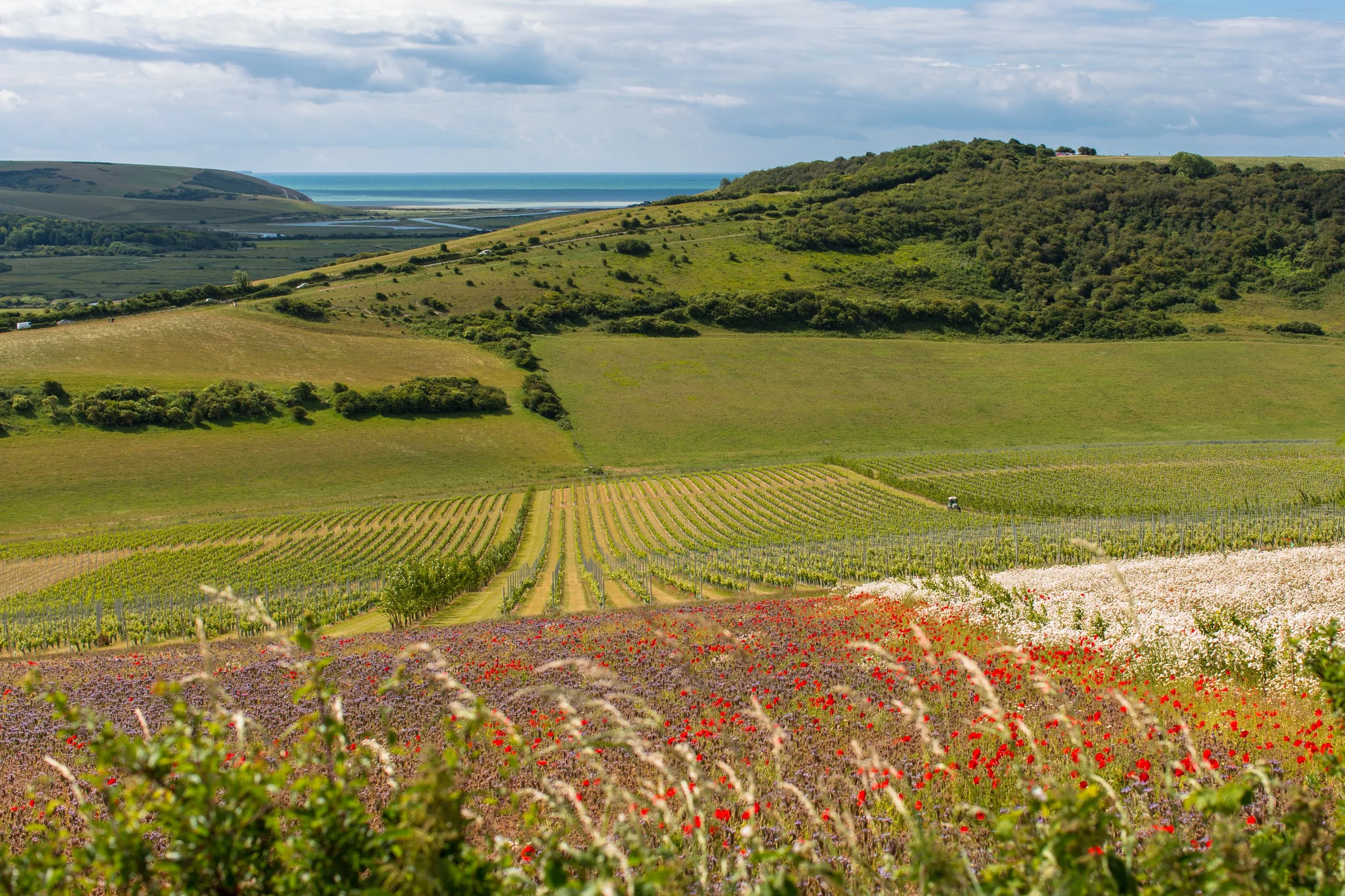 Panoramic view of Sussex vineyards ideal for corporate retreats