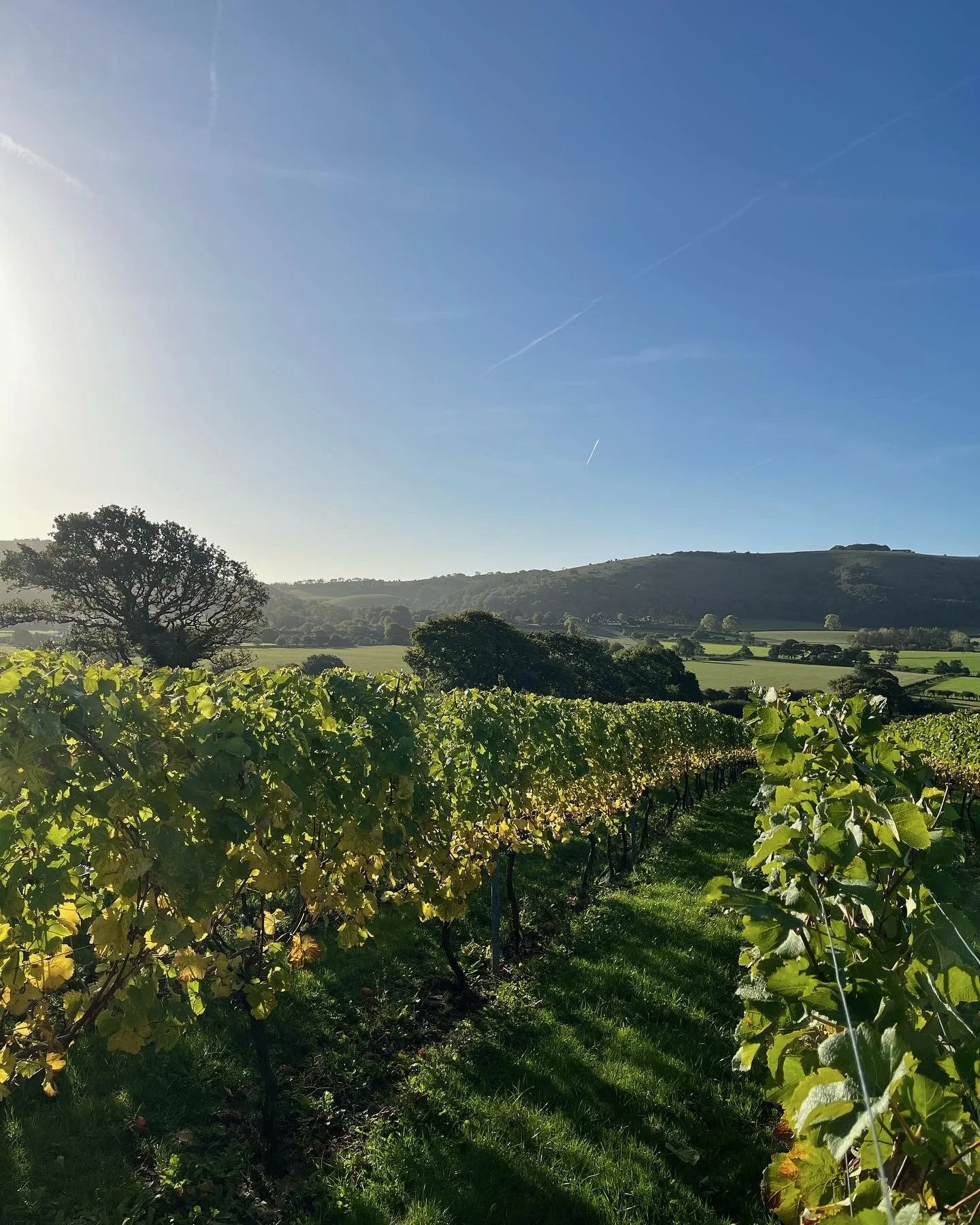Stunning English Vineyard with lush green grapevines in a rural landscape during sunny weather, with rolling hills in the background and a clear blue sky overhead.