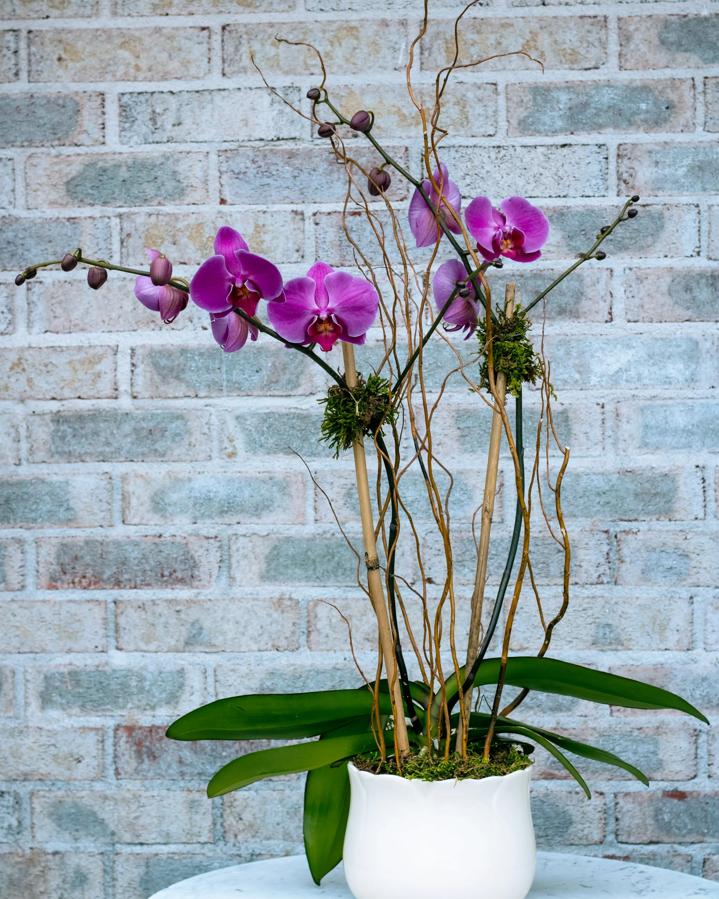 Orchid Arrangement