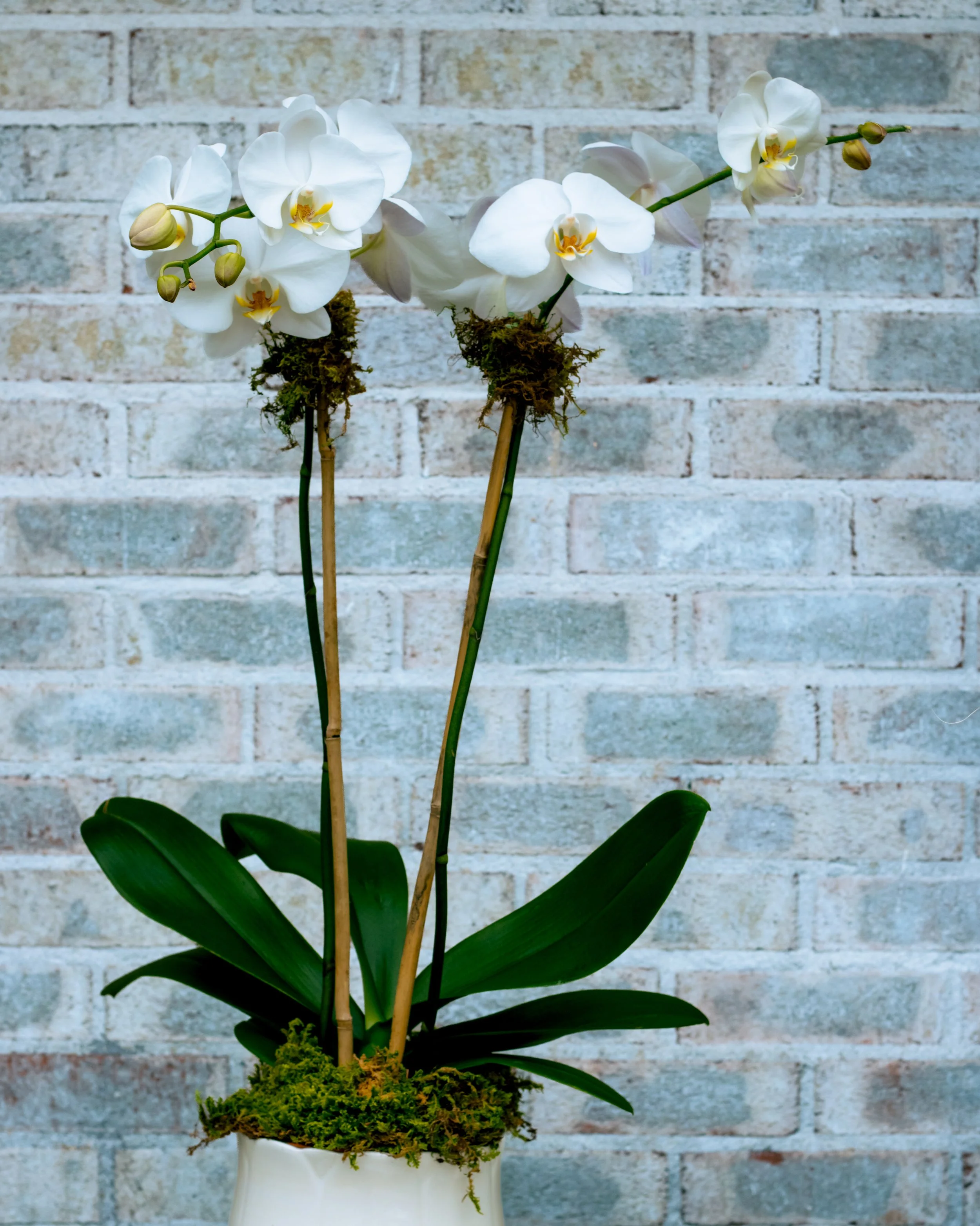 Orchid Arrangement