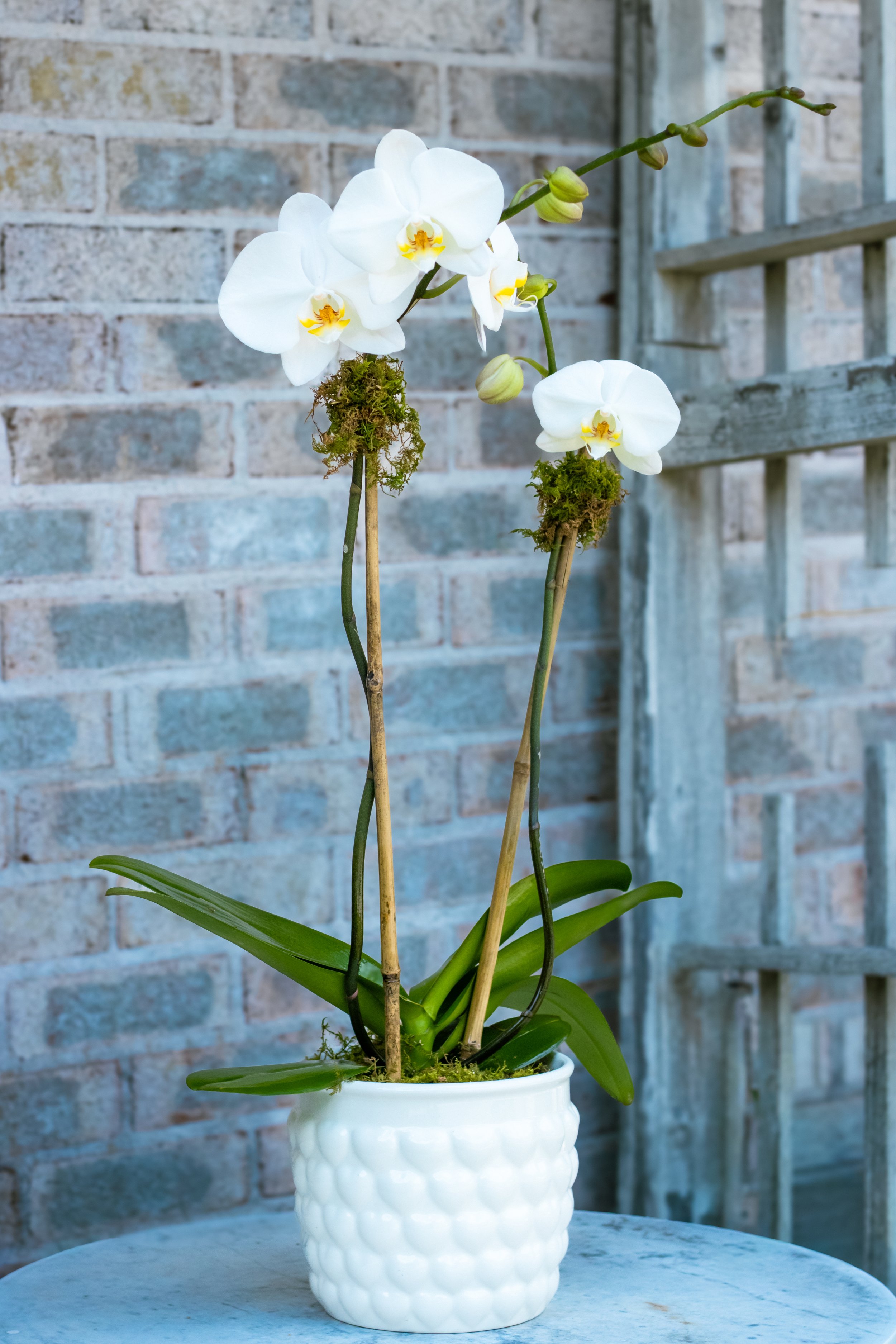 quogue-flower-shop-orchids.jpg