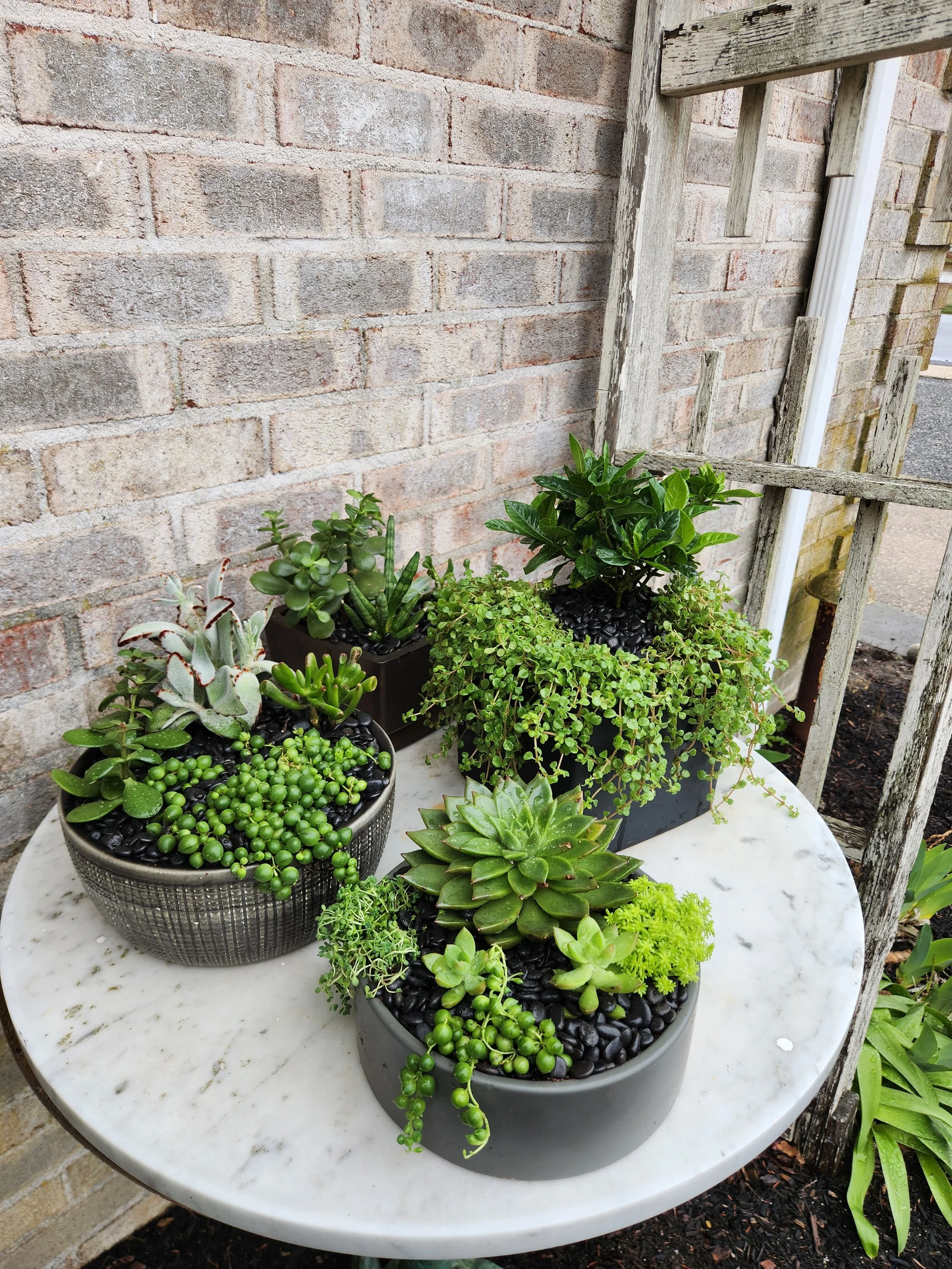 succulent-plants-quogue-flower-shop