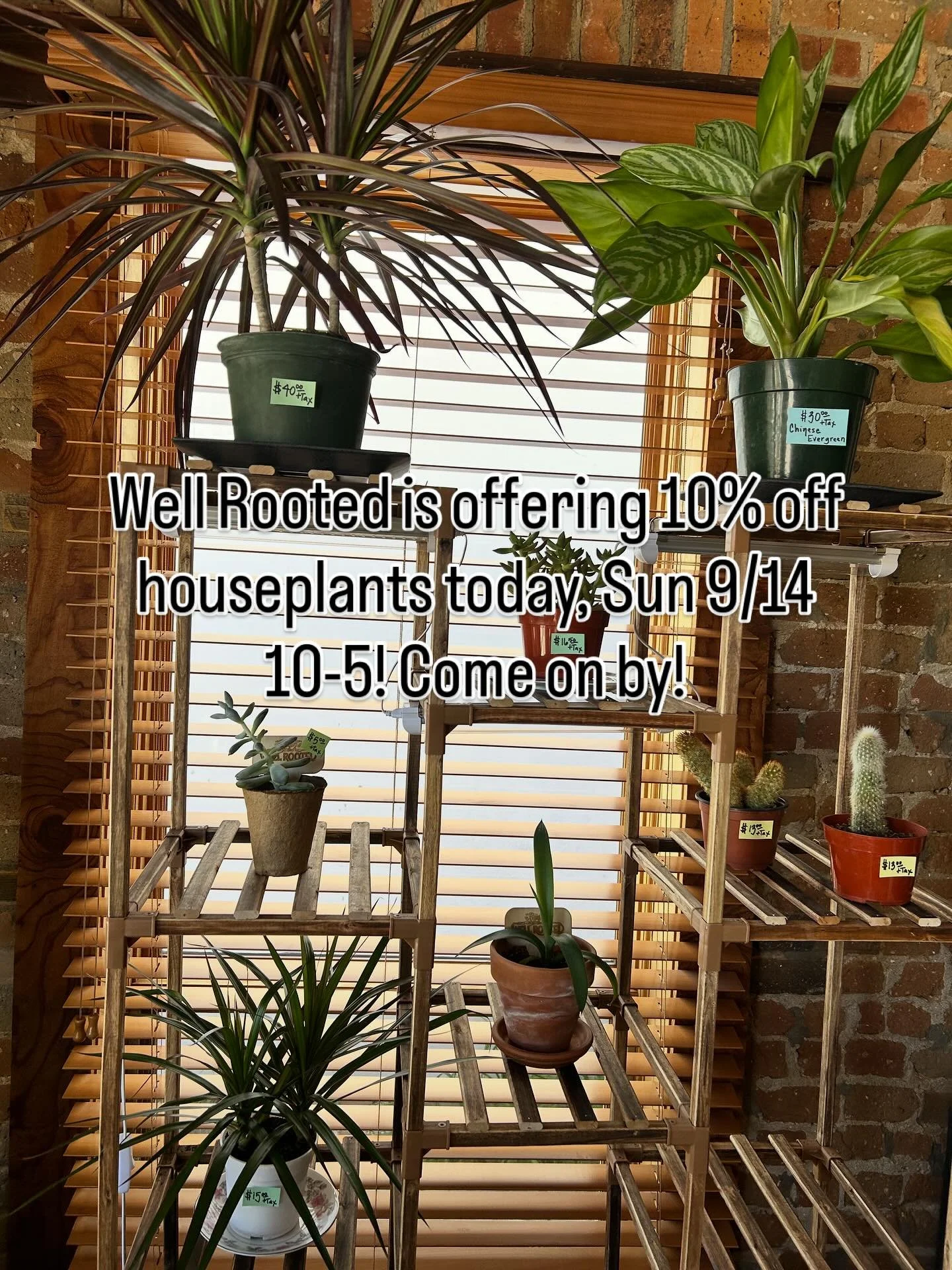 Did you know Well Rooted has houseplants too?!