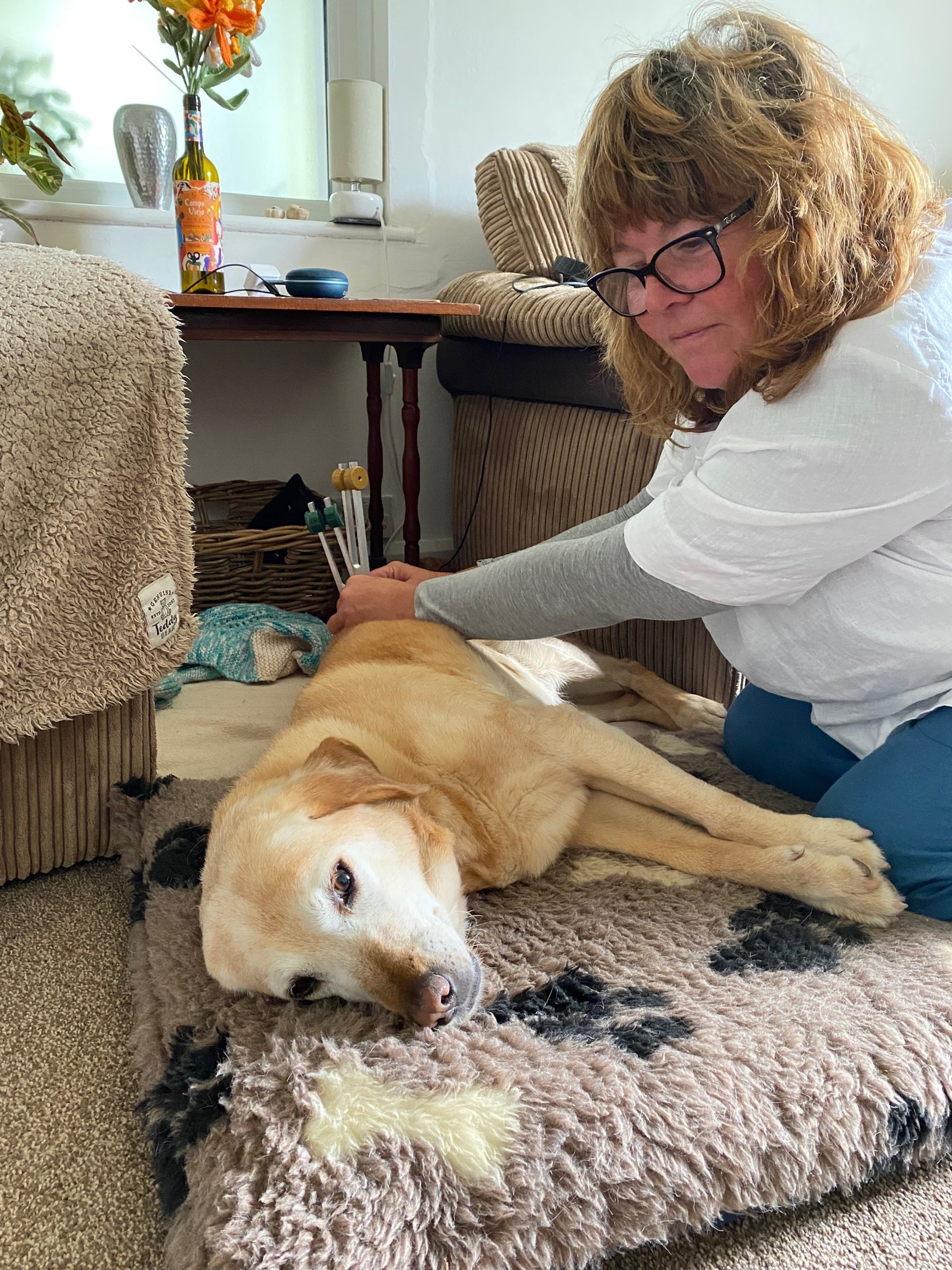 A woman with glasses and curly blonde hair helping a dog with acupuncture on its belly while lying on a fuzzy blanket in a living room.
