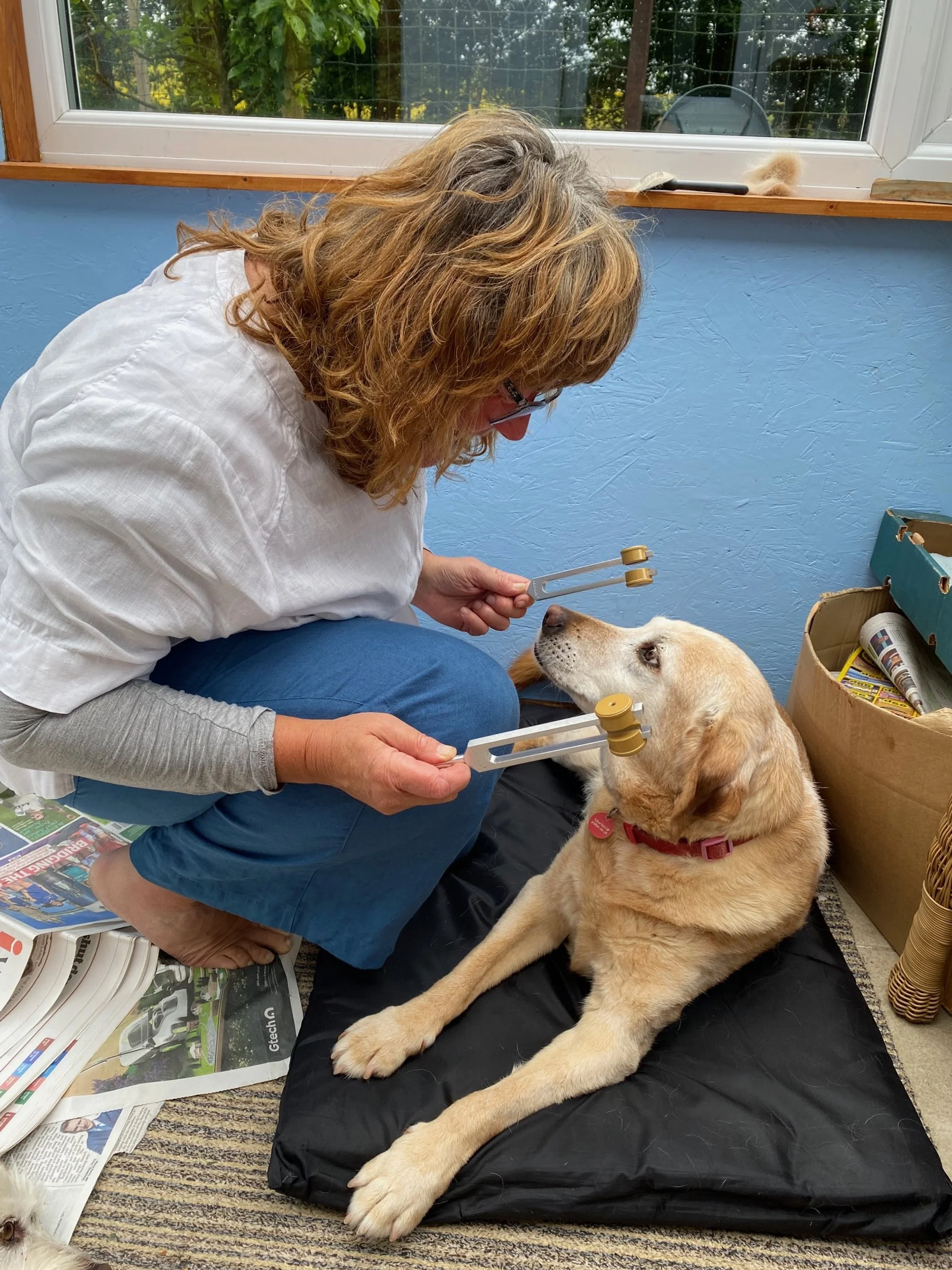 A woman with curly hair kneeling on the floor, holding a reflex hammer towards a yellow Labrador dog lying on a black mat. The woman appears to be examining the dog. There is a window behind them showing some greenery outside. Newspapers and various items are on the floor and nearby.