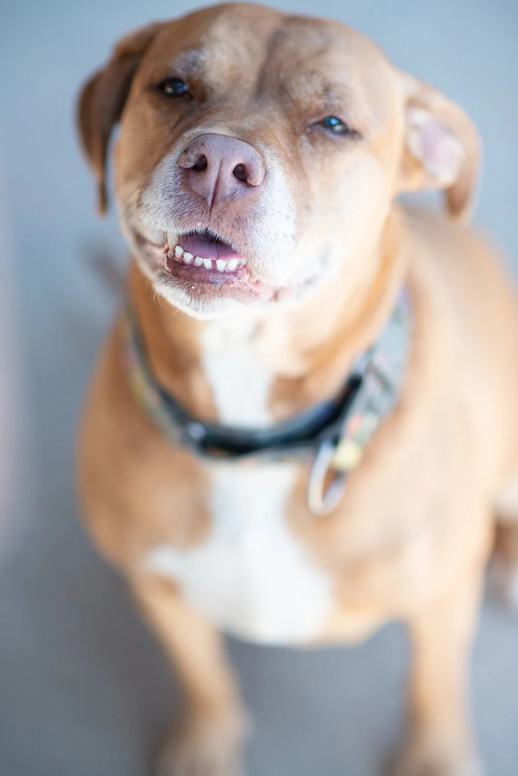 Close-up of a tan dog with a pink nose and white markings, looking up at the camera with a slightly open mouth.