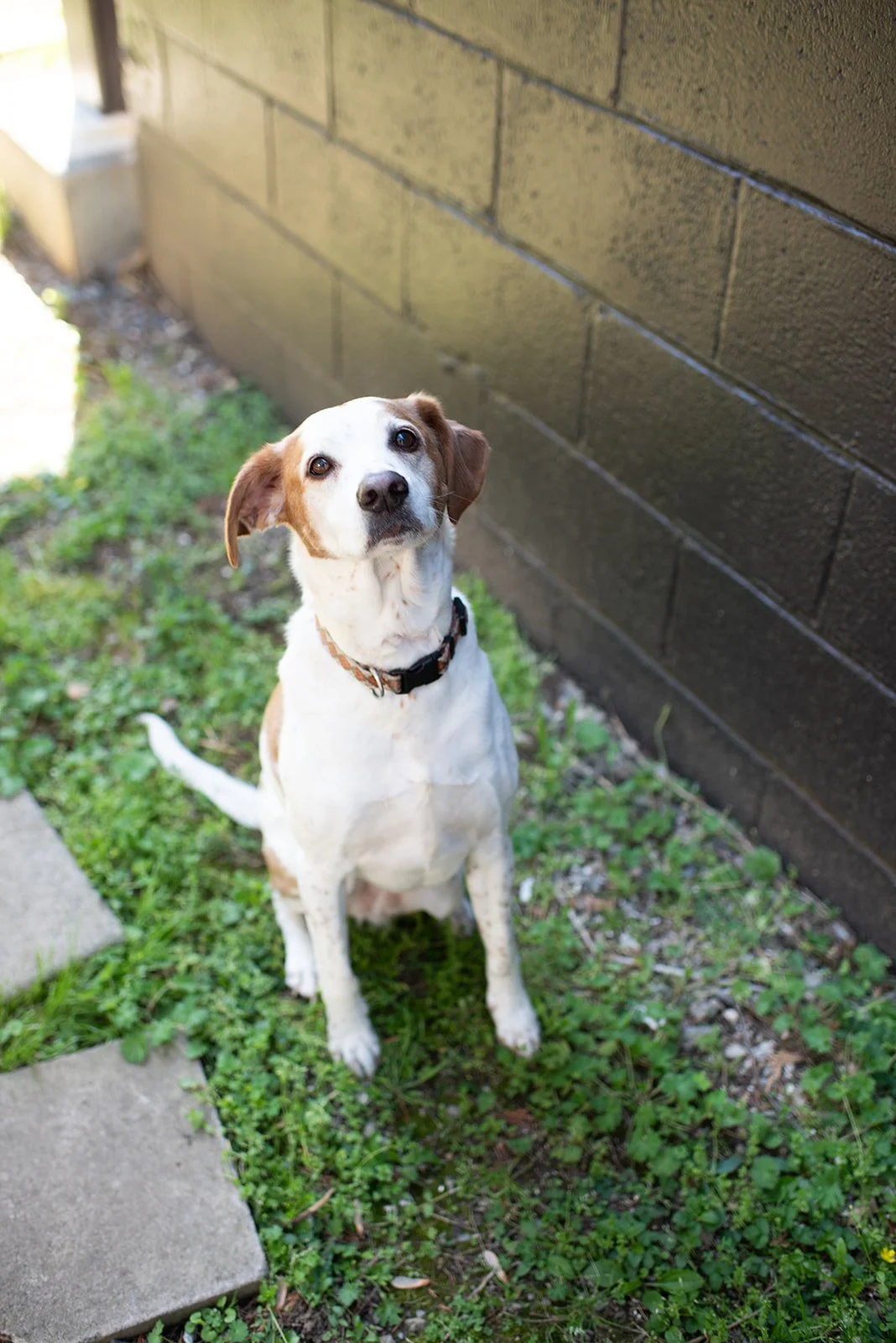 A white and brown dog sitting outdoors on grass, looking up with a curious expression.