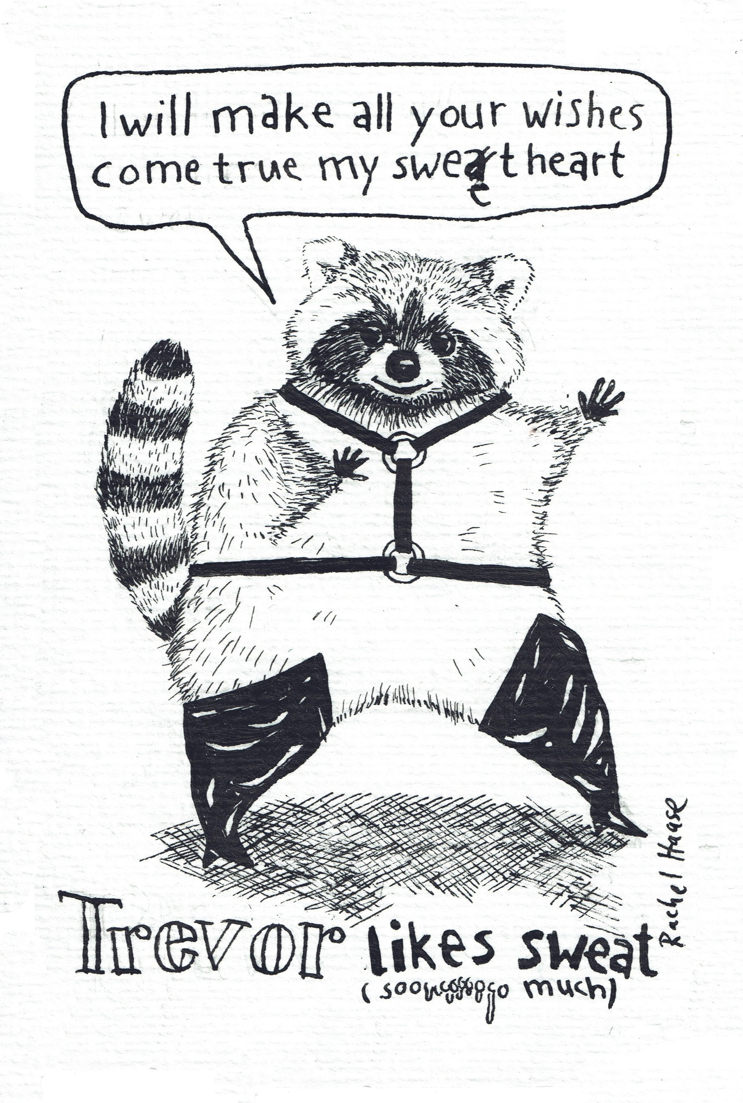 Waschbär.jpg
