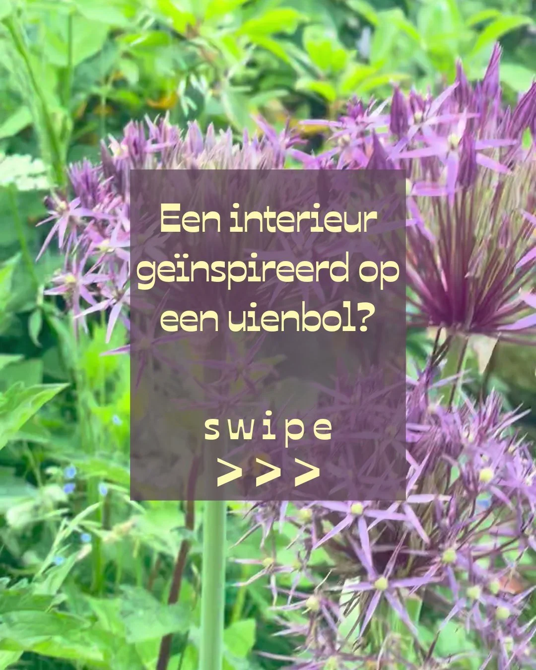 Bloemen zijn een vibe. En de uienbol was &eacute;&eacute;n van de inzendingen die hoog op m'n lijstje stond. 

De uienbol is eigenlijk een statement bloem op zich. Steeds populairder in de (minder verrassende) bloemenbossen die je nu op elke hoek kan