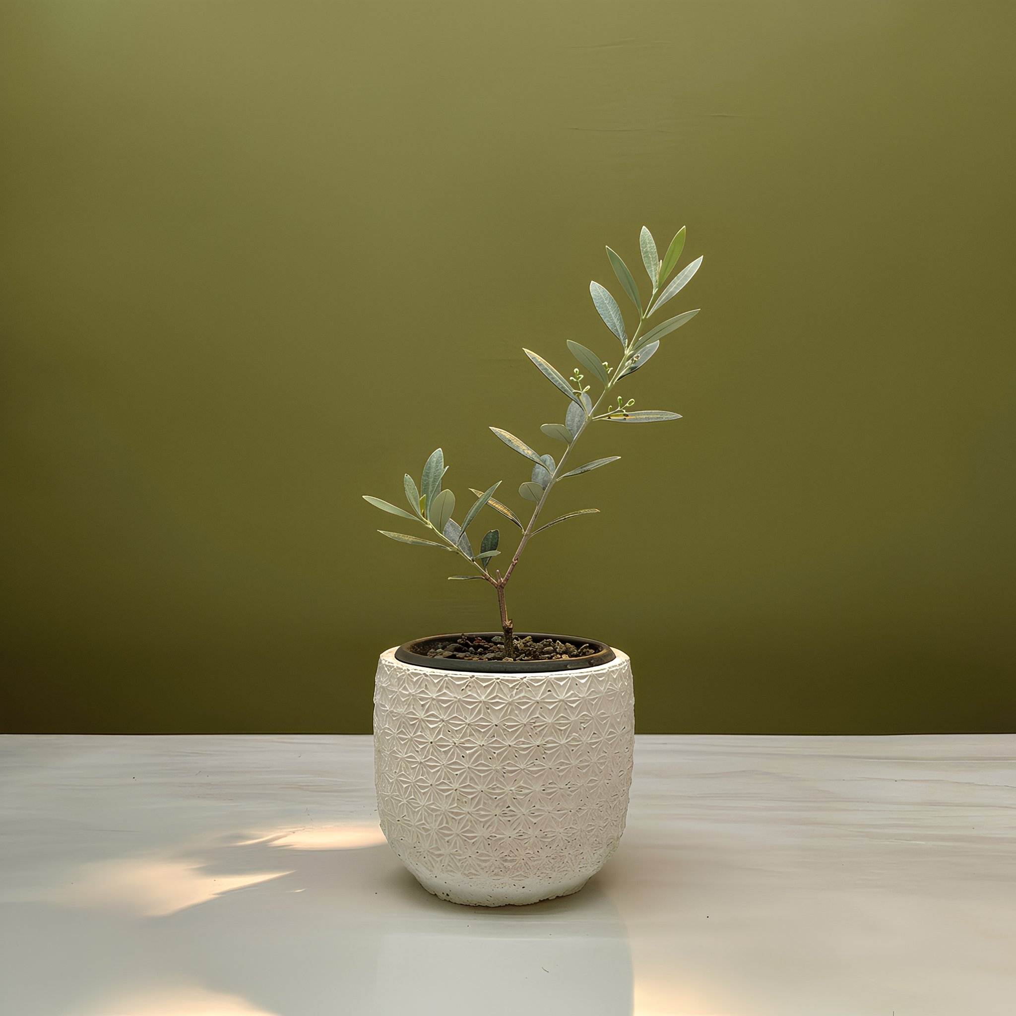 Terrazen VERDANT Olive Small – young olive tree in a white meteorite-texture miniature pot, elegant botanical gift for weddings, baptisms, first communions, graduations, baby showers, housewarmings, Mother’s Day, and memorials.