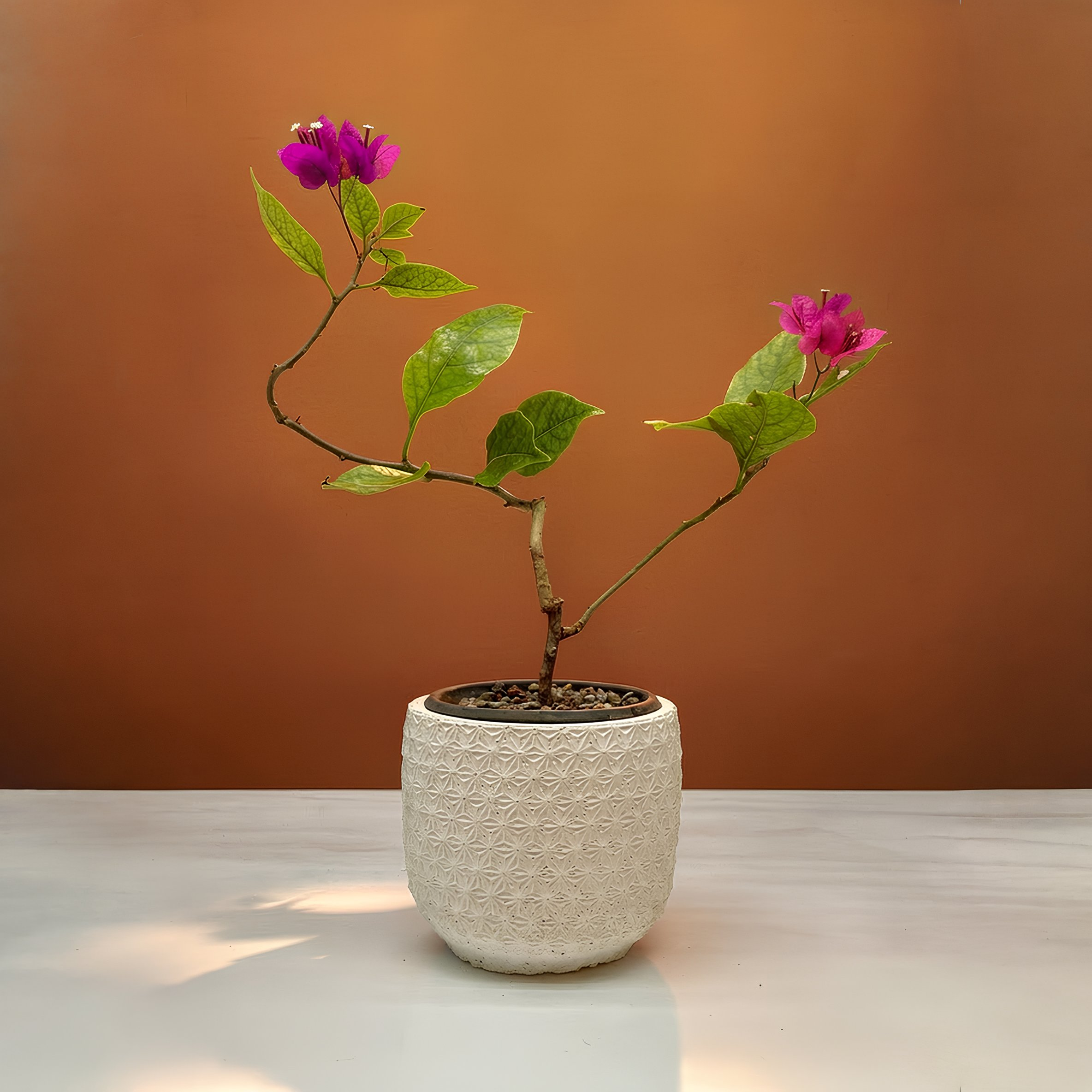 Terrazen SERENA Bougainvillea – young bougainvillea plant in a white refined miniature pot on a warm terracotta background, vibrant botanical gift for weddings and joyful events.