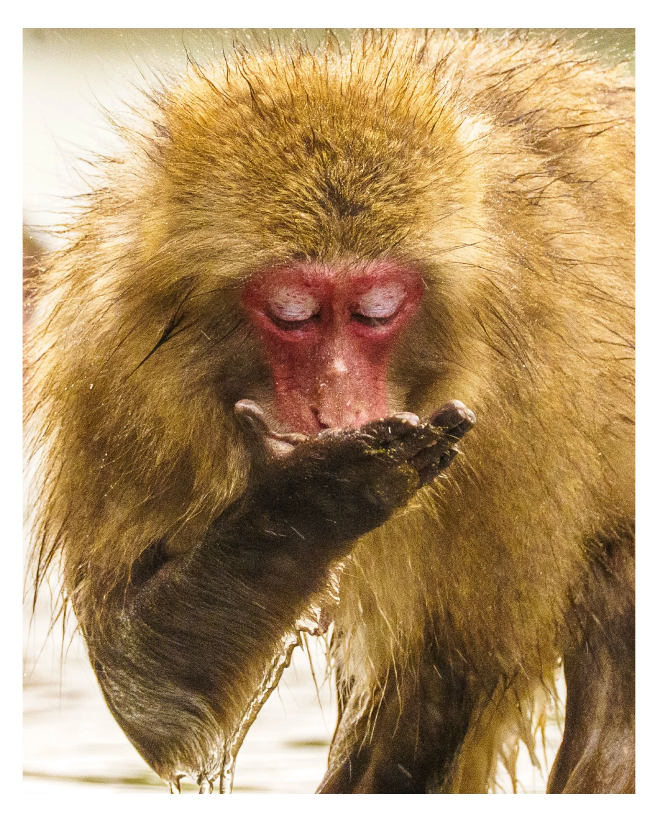 I&rsquo;ve spent the last few weeks chasing these little guys around hoping for a few good shots.

One of the most fascinating things to watch is how they wash their food in the ocean before eating it. It&rsquo;s a behaviour made famous by Japanese m