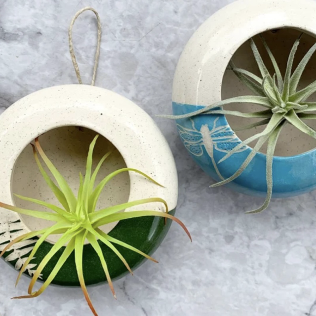 Air plant pods Medium.png