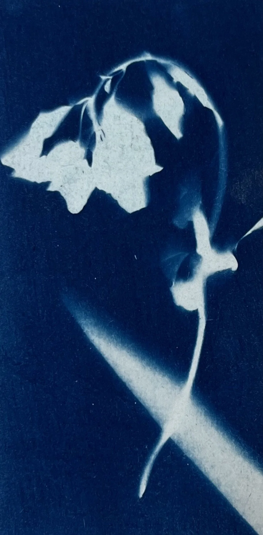 Shard, 2025, Cyanotype Print, 5.5 x 11cm