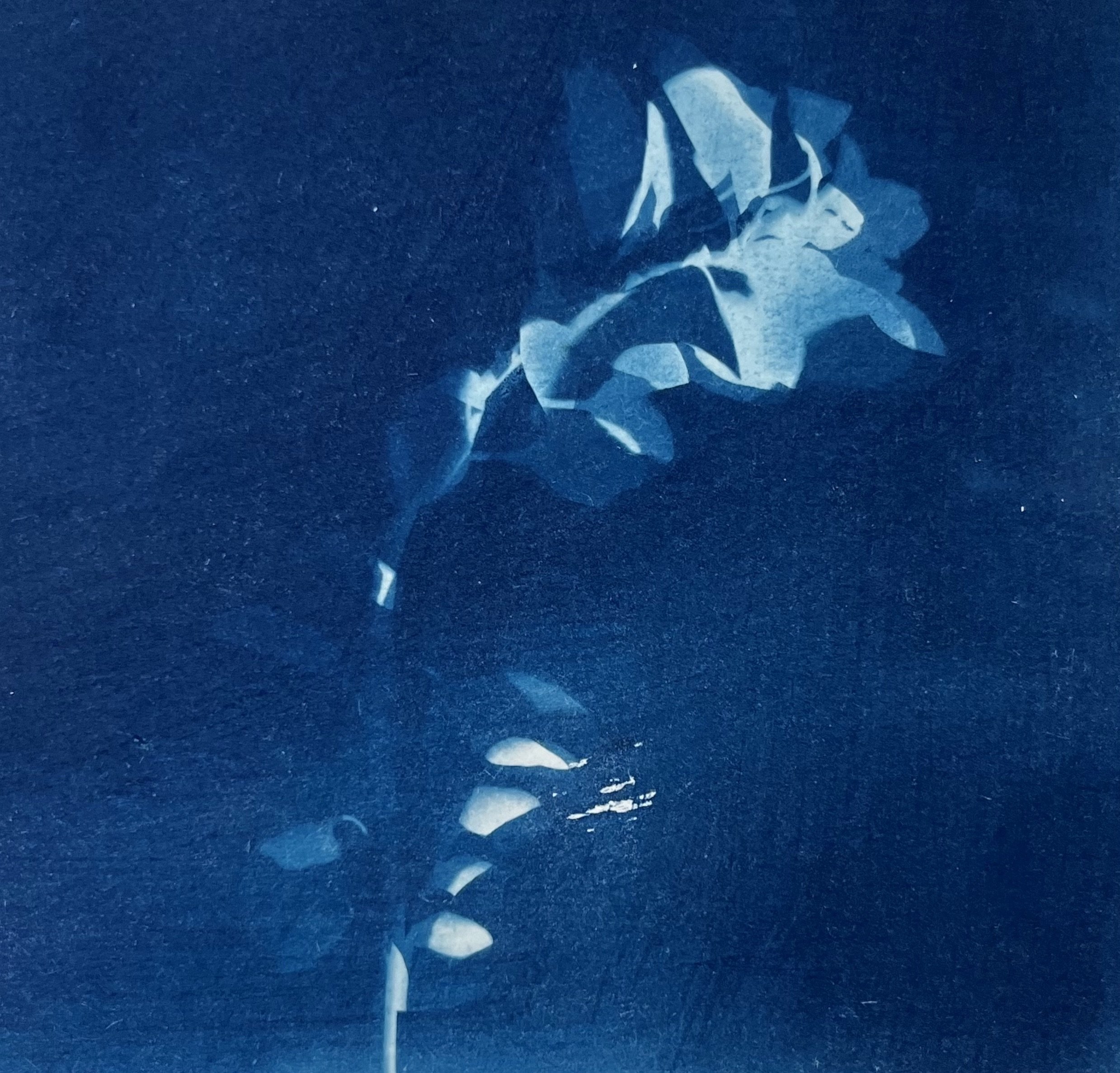 Ghost, 2025, Cyanotype Print, 10 x 10cm