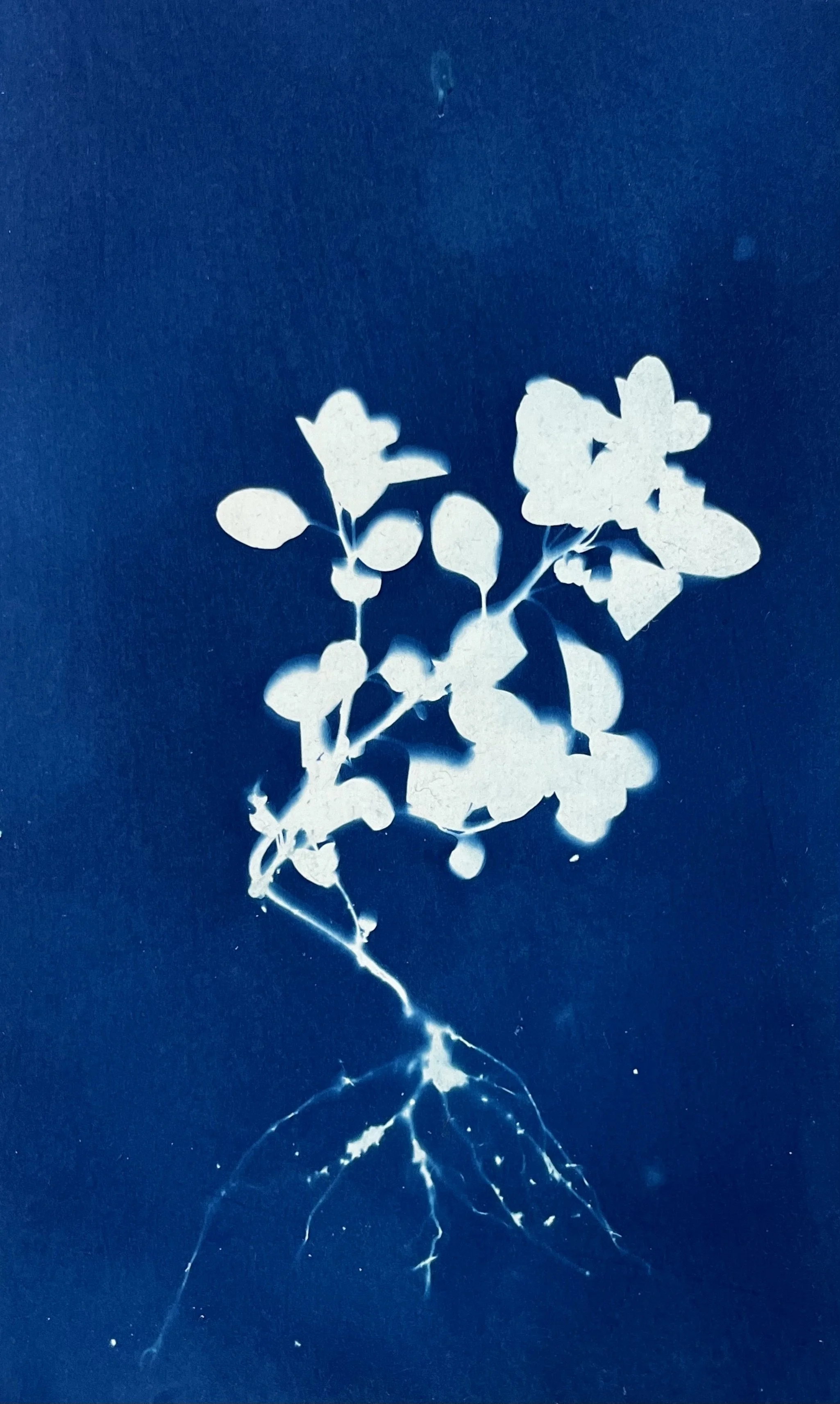 Frisson, 2025, Cyanotype Print, 14 x 23cm