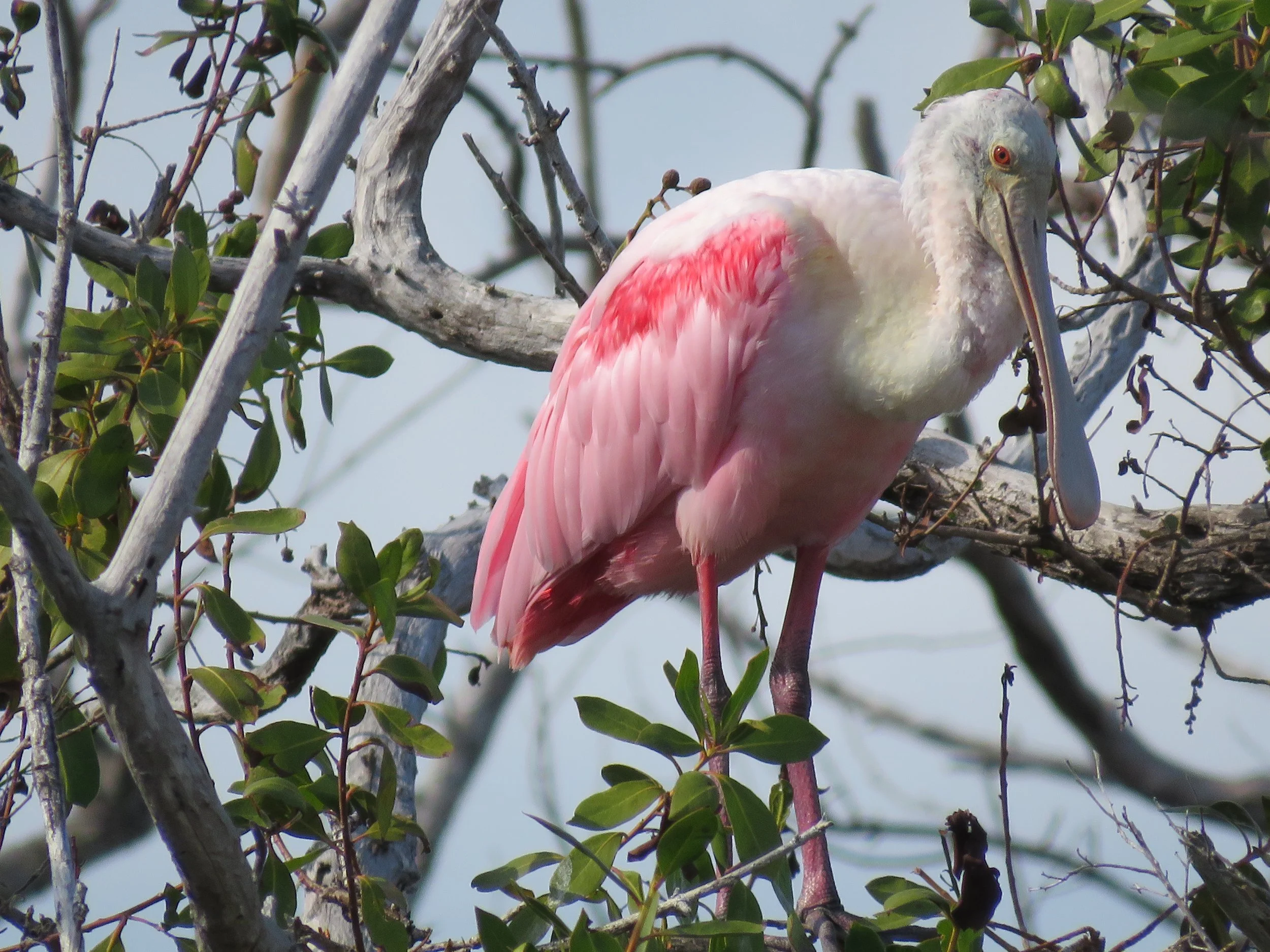 Pretty in Pink by Abby Denton