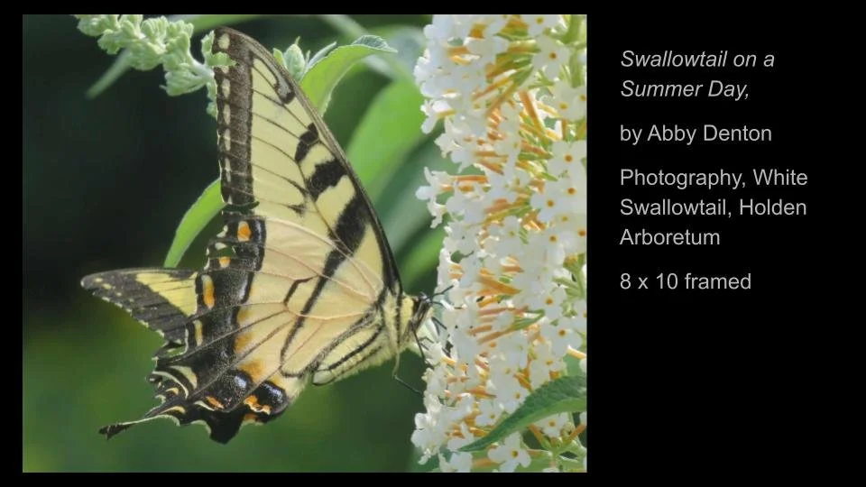 Copy of 2026 DEMOCRACY by DESIGN ARTWORK (63).jpg