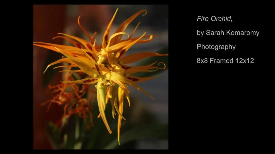 Copy of 2026 DEMOCRACY by DESIGN ARTWORK (29).jpg