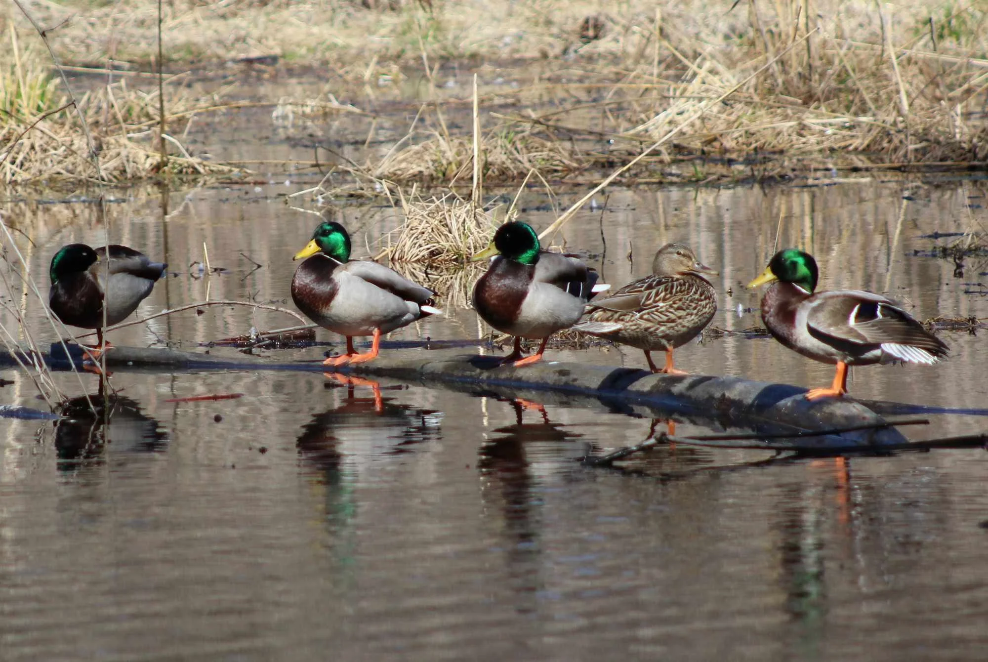 All the Ducks in a Row by Kathy Komaromy